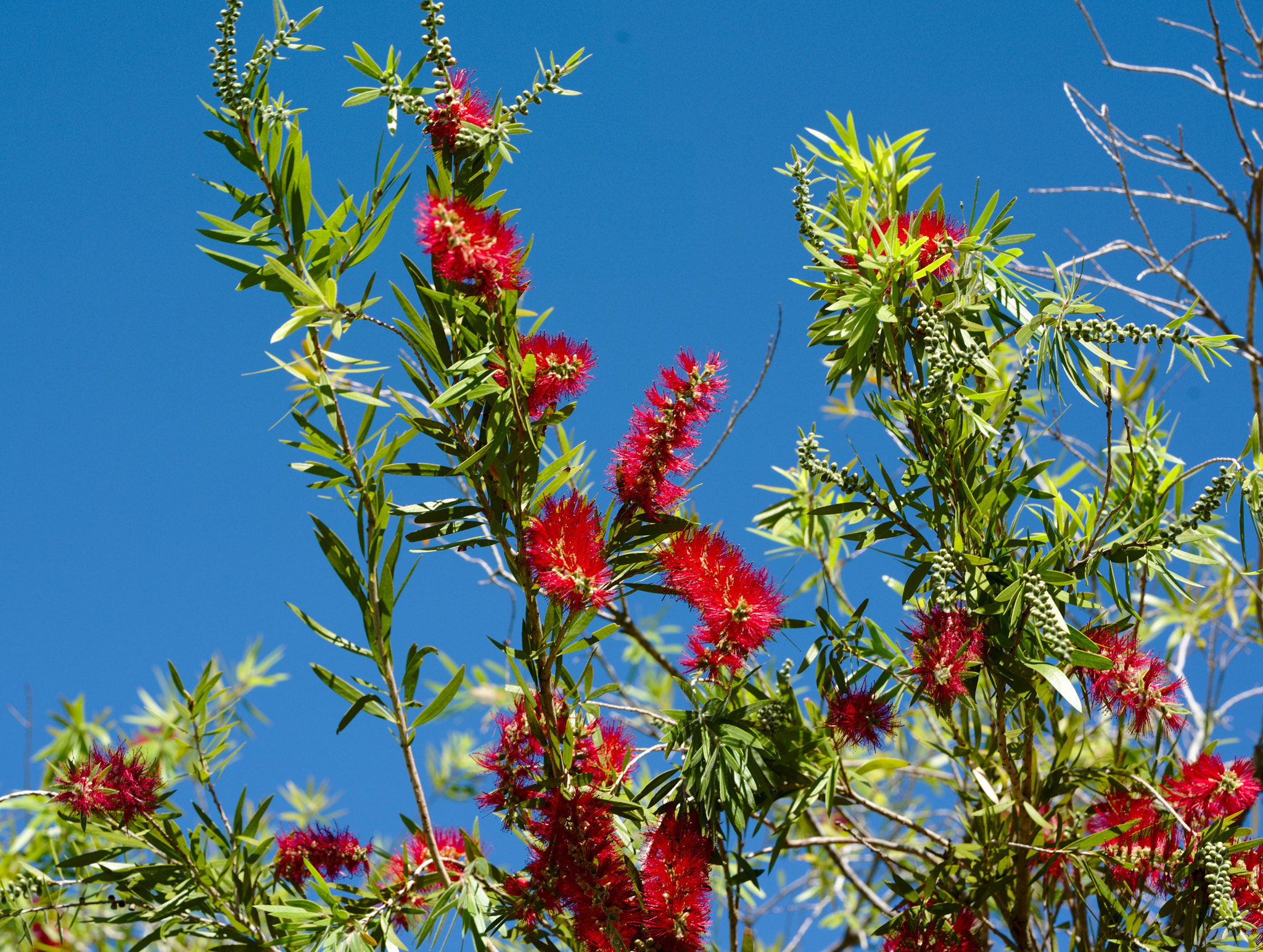 ZEISS Otus 85mm F1.4 sample photo. Bottle brush tree ii or callistemon photography