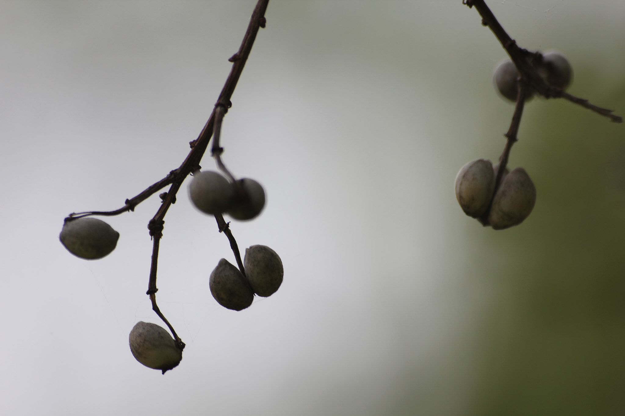Canon EOS 550D (EOS Rebel T2i / EOS Kiss X4) sample photo. Seed pods photography