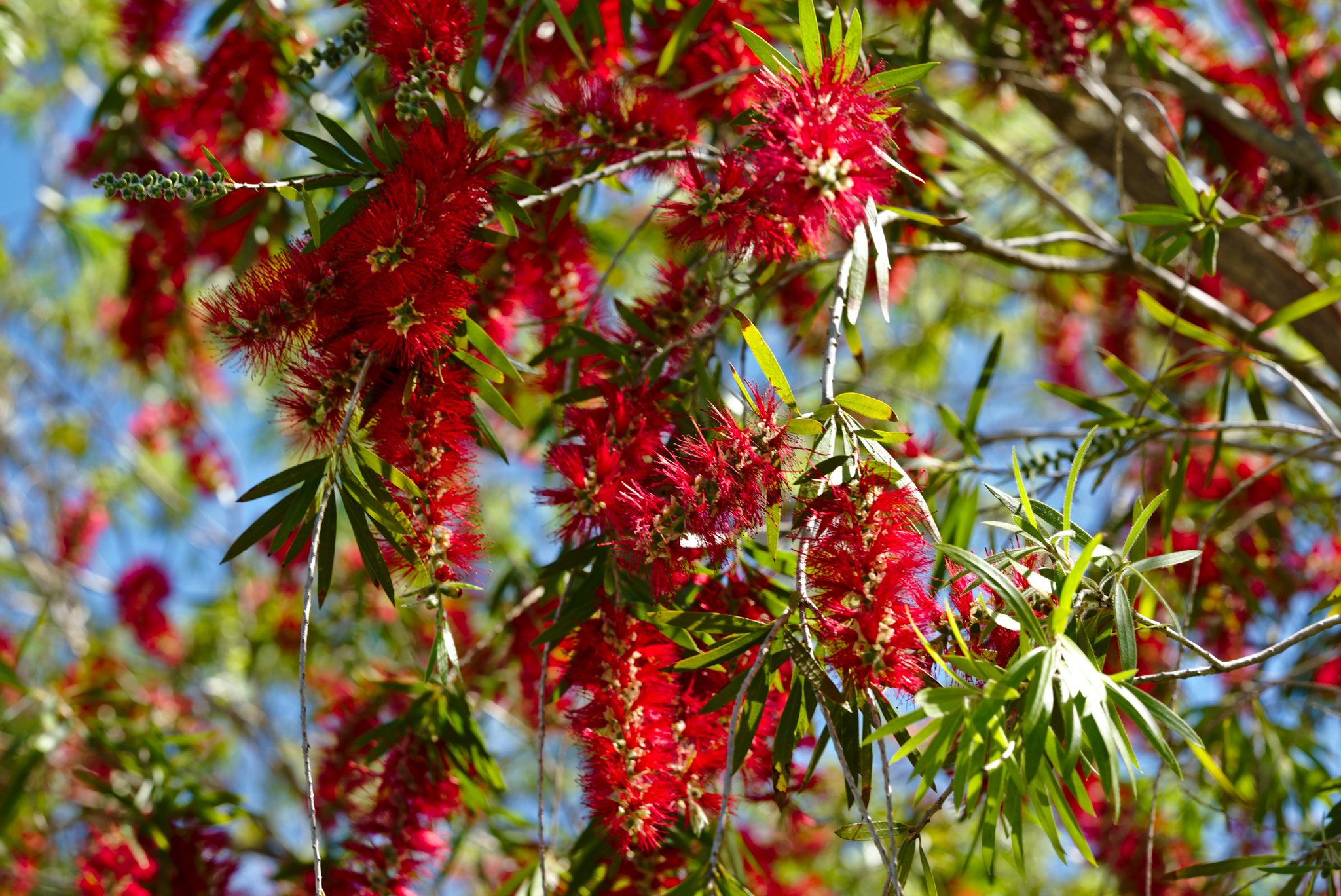 ZEISS Otus 85mm F1.4 sample photo. Bottle brush tree iii or callistemon photography