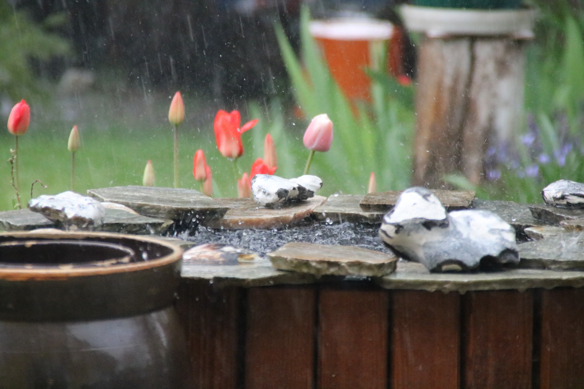 Canon EOS 760D (EOS Rebel T6s / EOS 8000D) sample photo. Raindrops photography