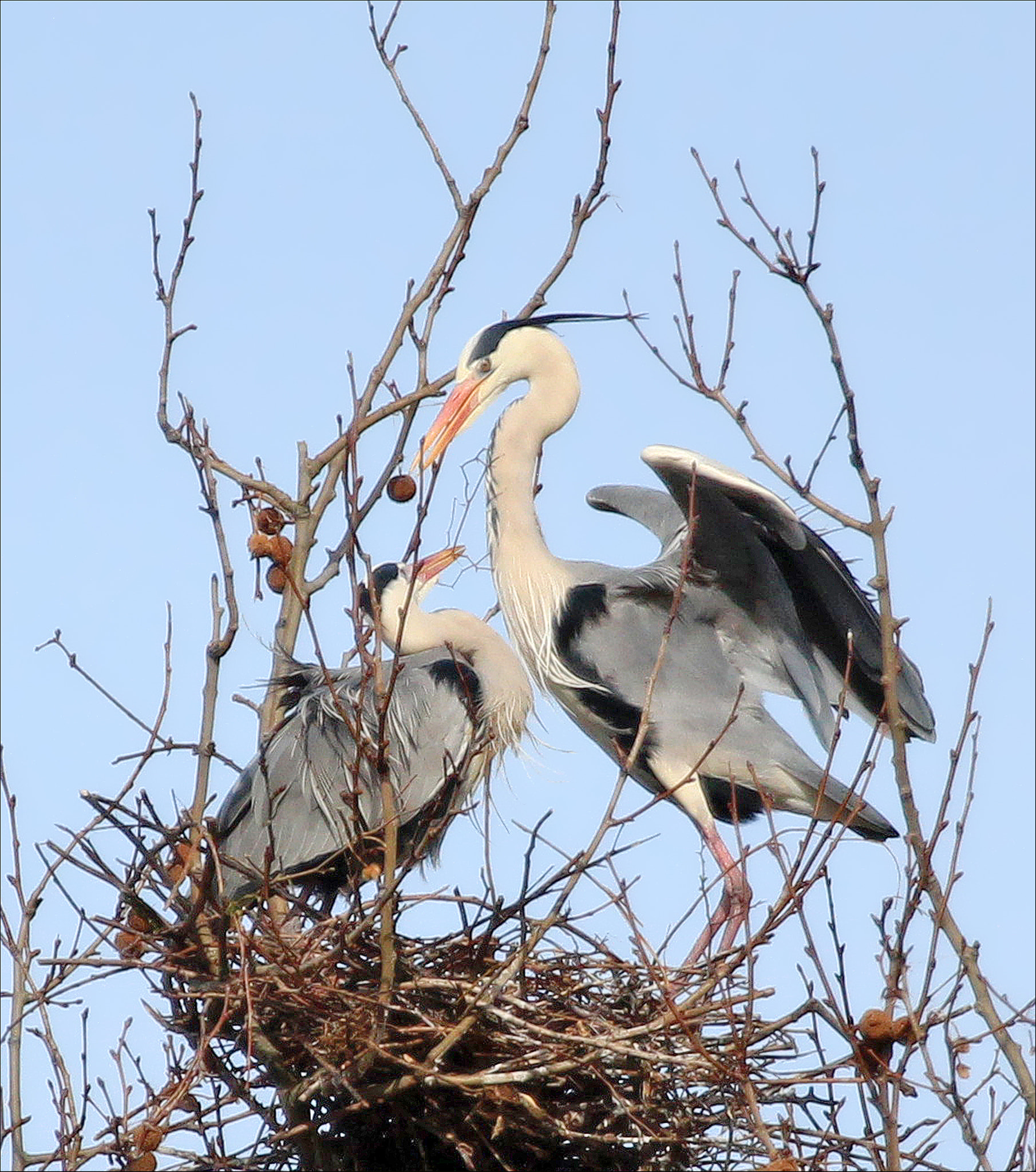 Canon EF 100-400mm F4.5-5.6L IS USM sample photo. Garzas photography