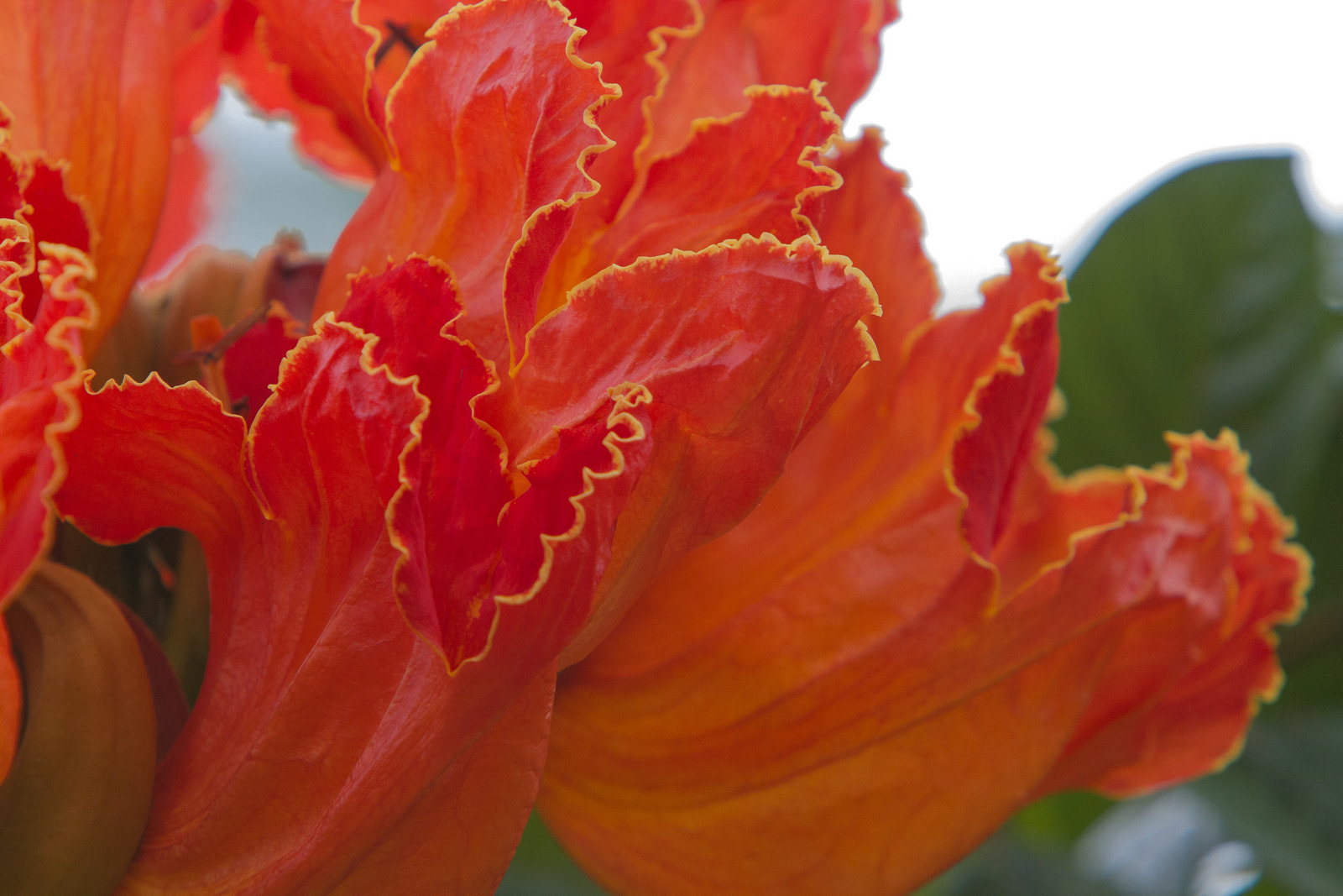 Canon EF 70-200mm F2.8L IS USM sample photo