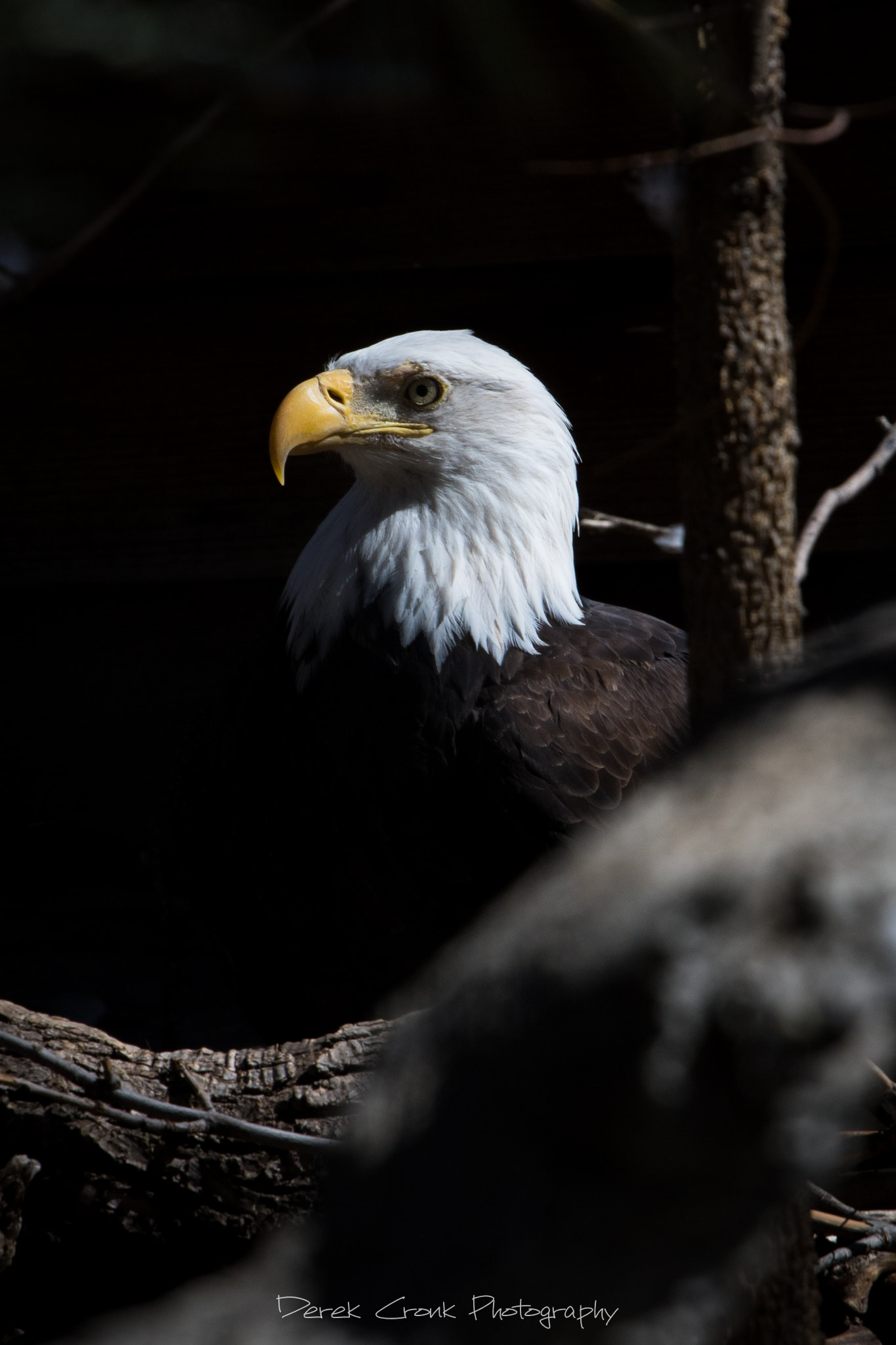 Canon EOS 750D (EOS Rebel T6i / EOS Kiss X8i) + Canon EF 70-200mm F4L USM sample photo. Colorado bald eagle photography