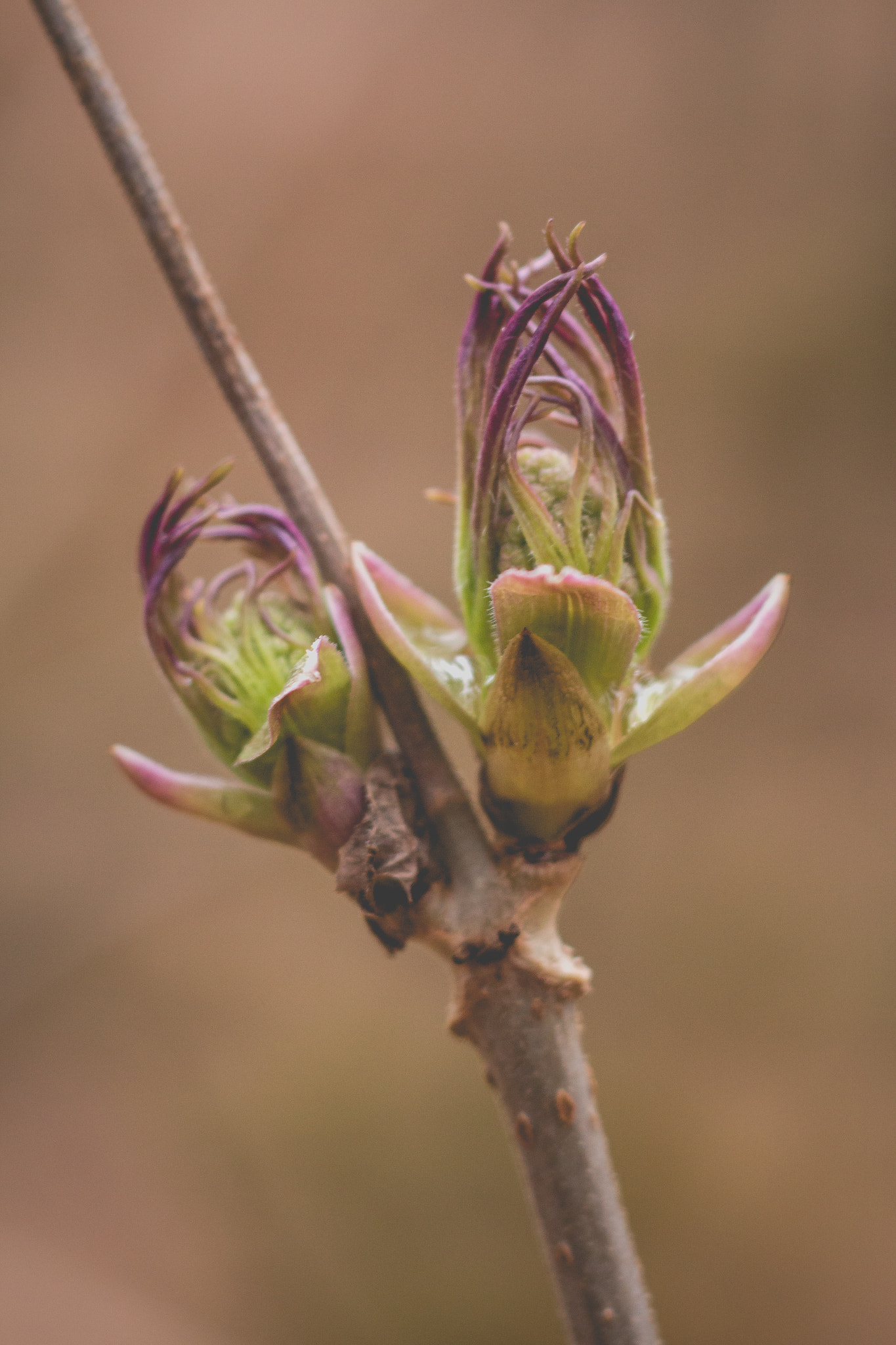Canon EF 100mm F2.8 Macro USM sample photo. Buds photography