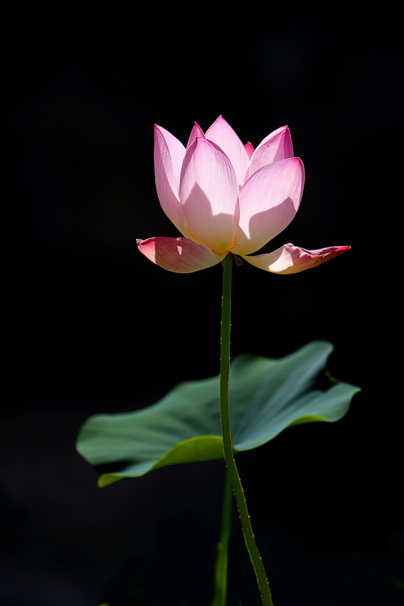 Sony 70-400mm F4-5.6 G SSM II sample photo. 【原摄】荷塘里的芭蕾 photography