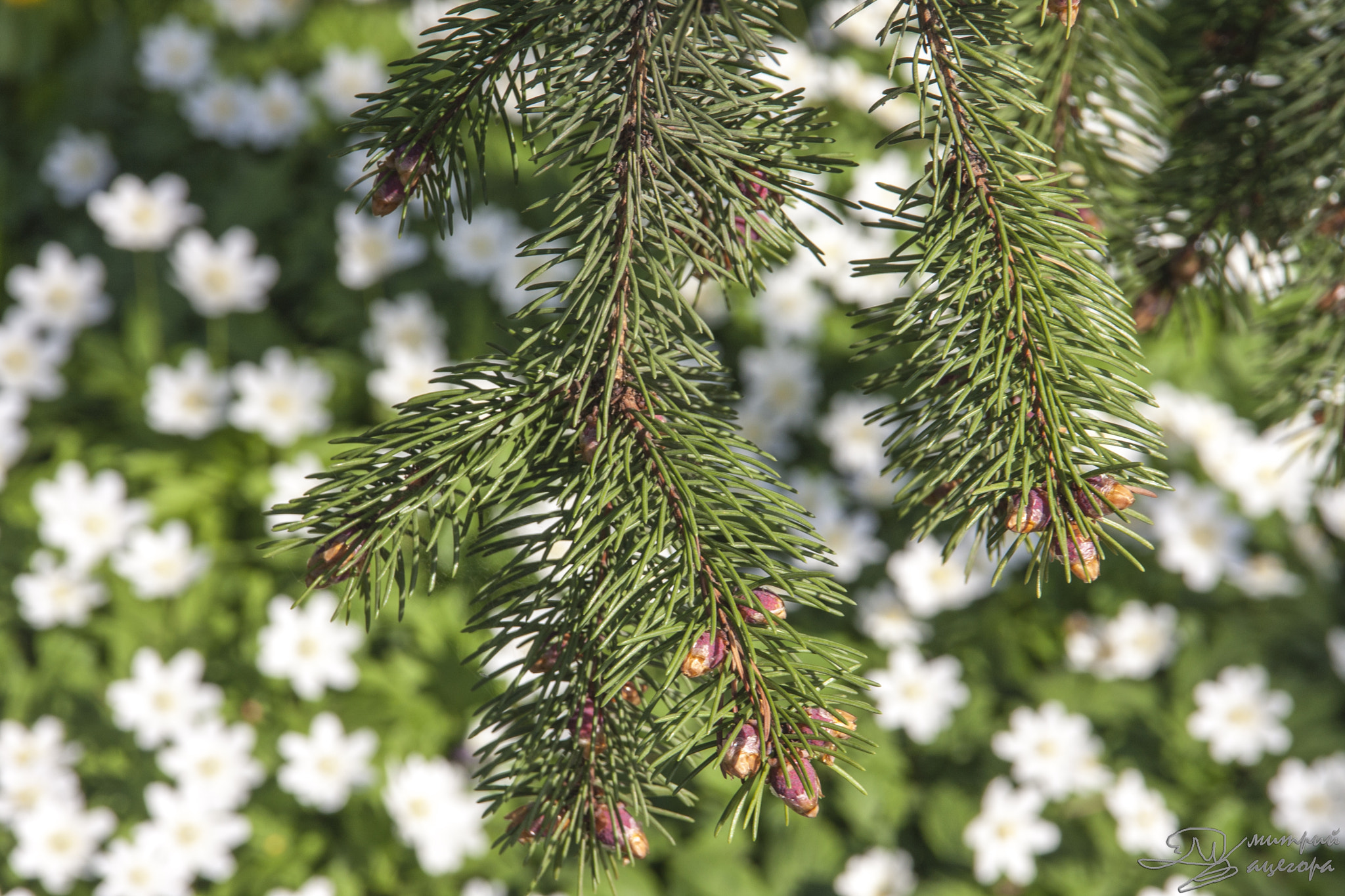 Canon EOS 40D + Sigma 18-125mm f/3.5-5.6 DC IF ASP sample photo. Spring spruce (smereka) photography