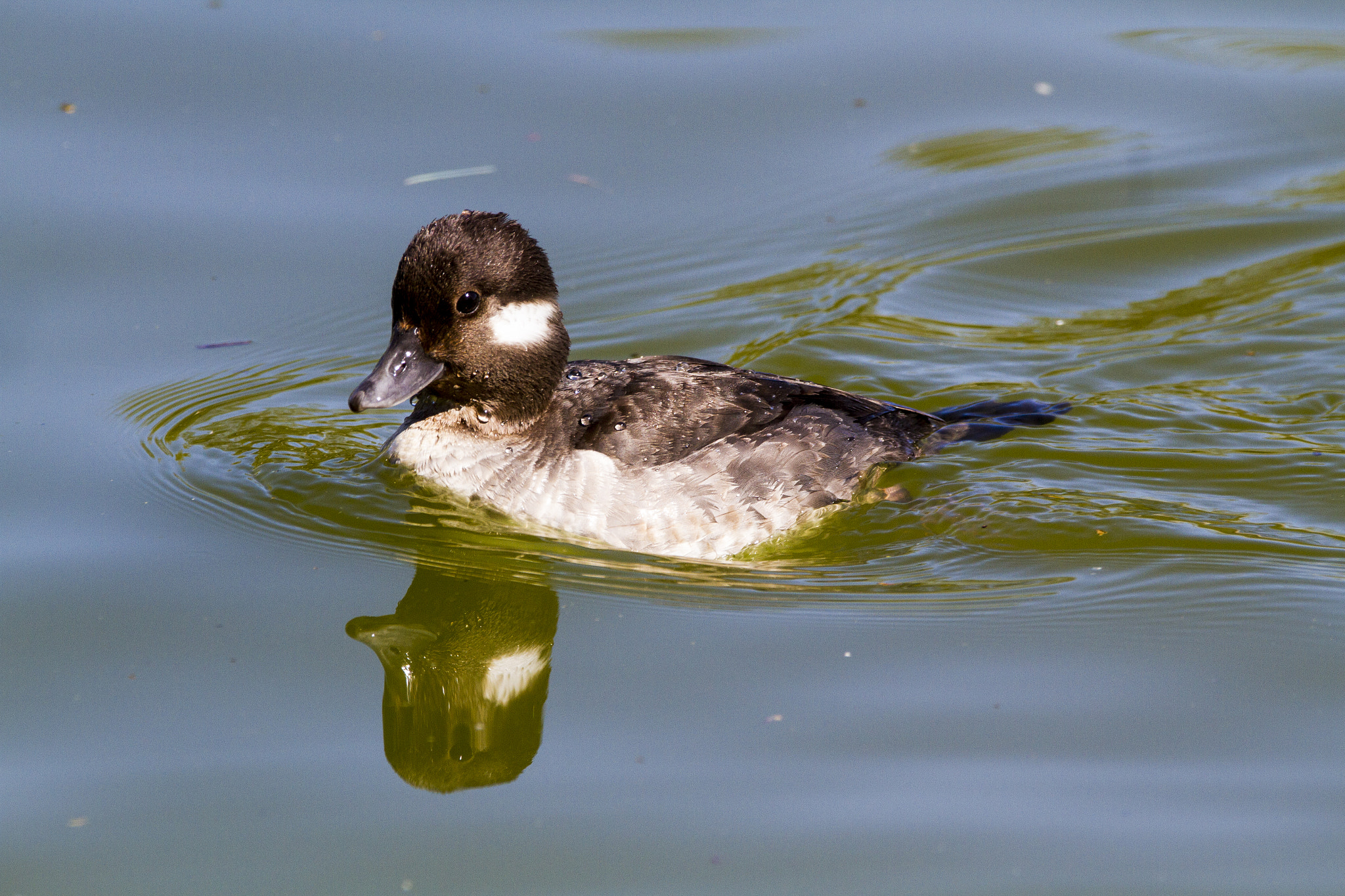 Sigma 150-600mm F5-6.3 DG OS HSM | C sample photo. Female bufflehead duck photography