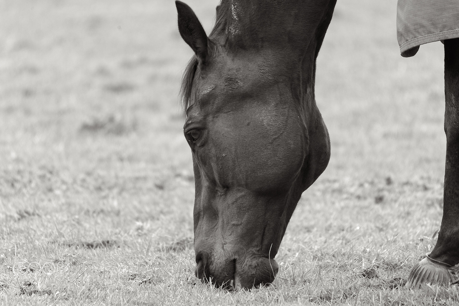 Sigma 150-500mm F5-6.3 DG OS HSM sample photo. Neddy photography