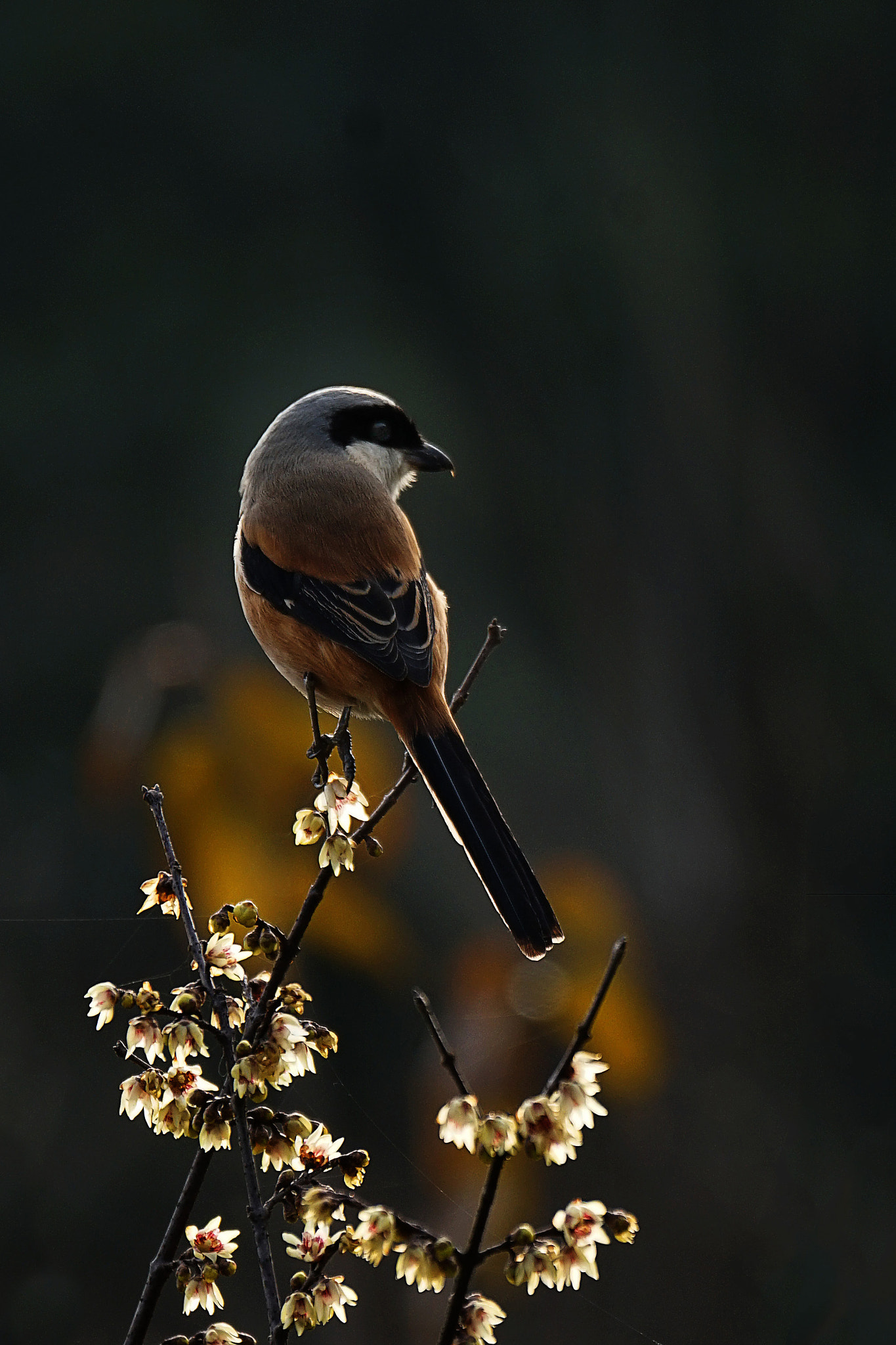 Sony 70-400mm F4-5.6 G SSM II sample photo. 【原摄】腊嘴与腊梅 photography