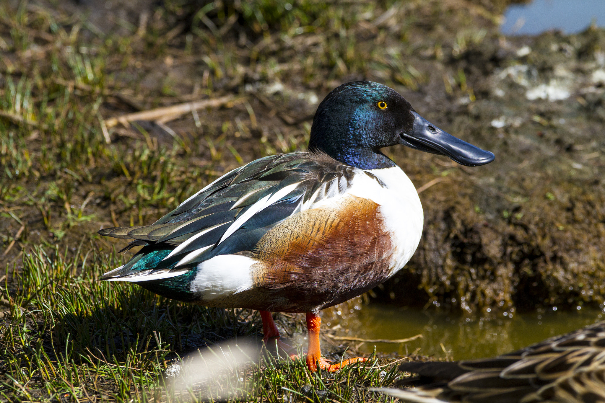 Sigma 150-600mm F5-6.3 DG OS HSM | C sample photo. Northern shoveler photography