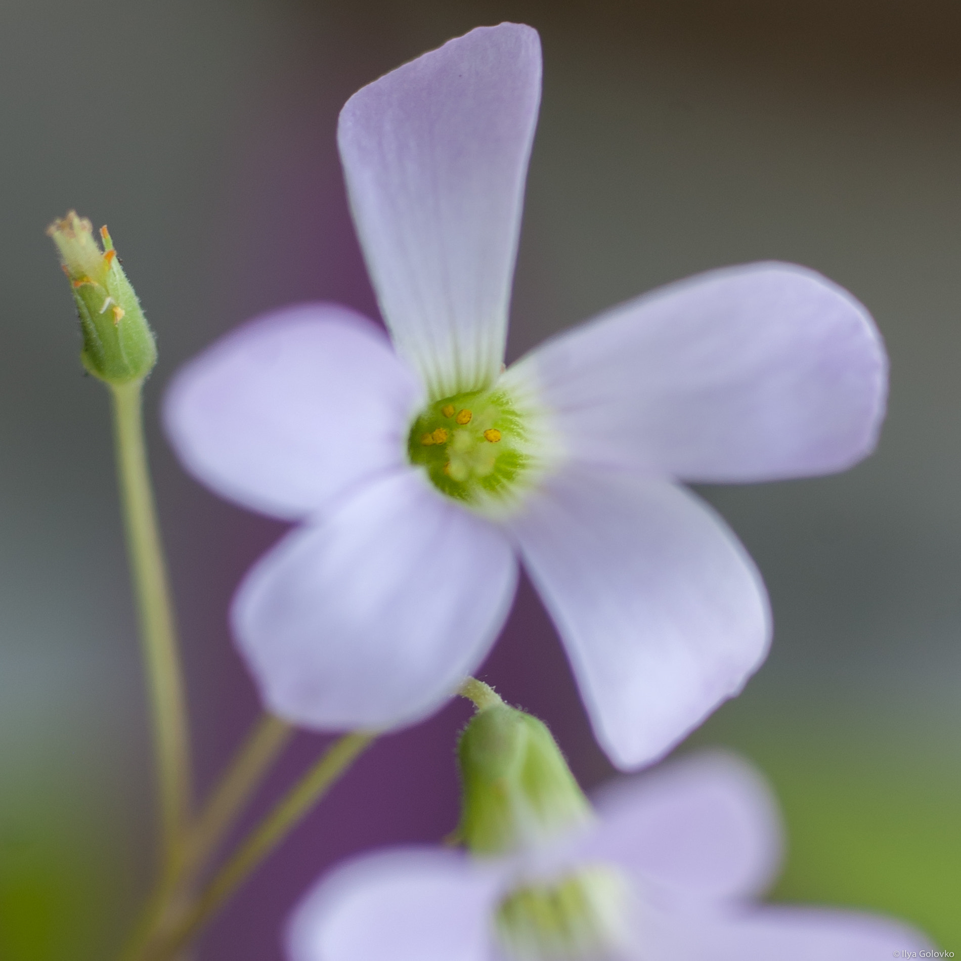 Samsung GX-1S sample photo. A spring flower photography