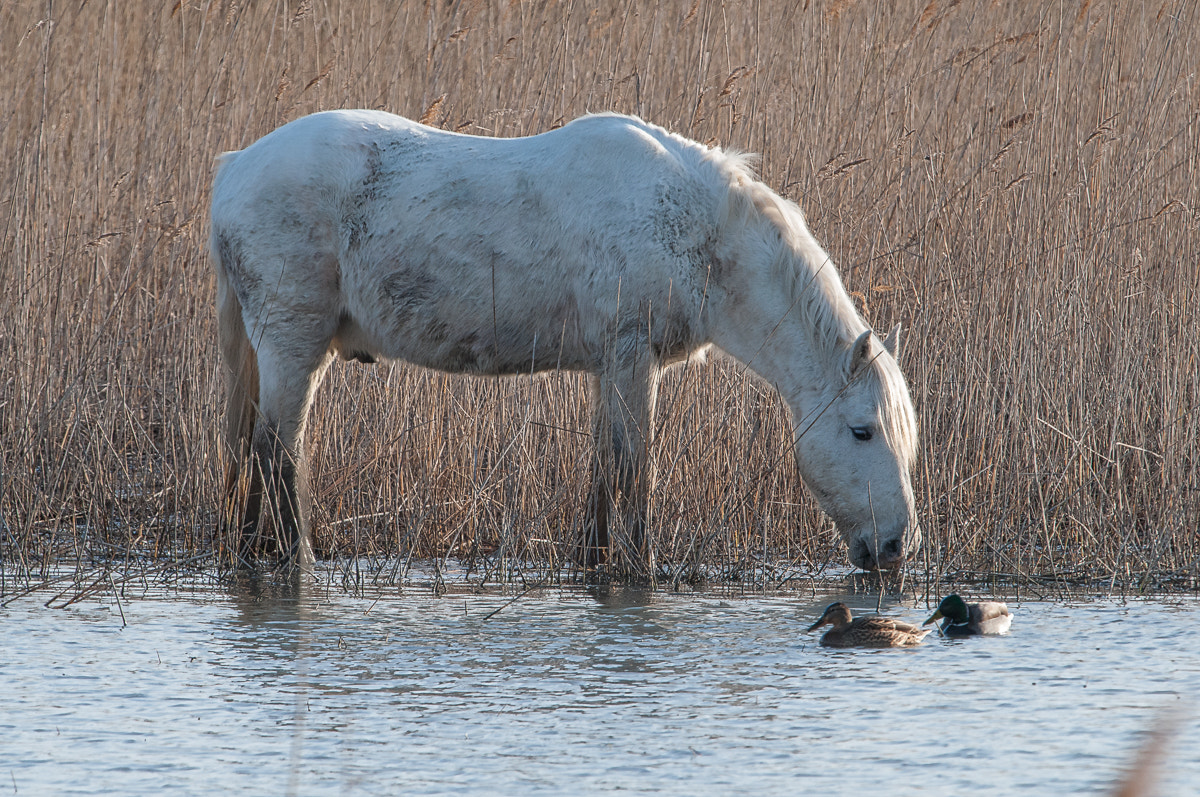 Sigma 120-400mm F4.5-5.6 DG OS HSM sample photo. Cheval camargue photography