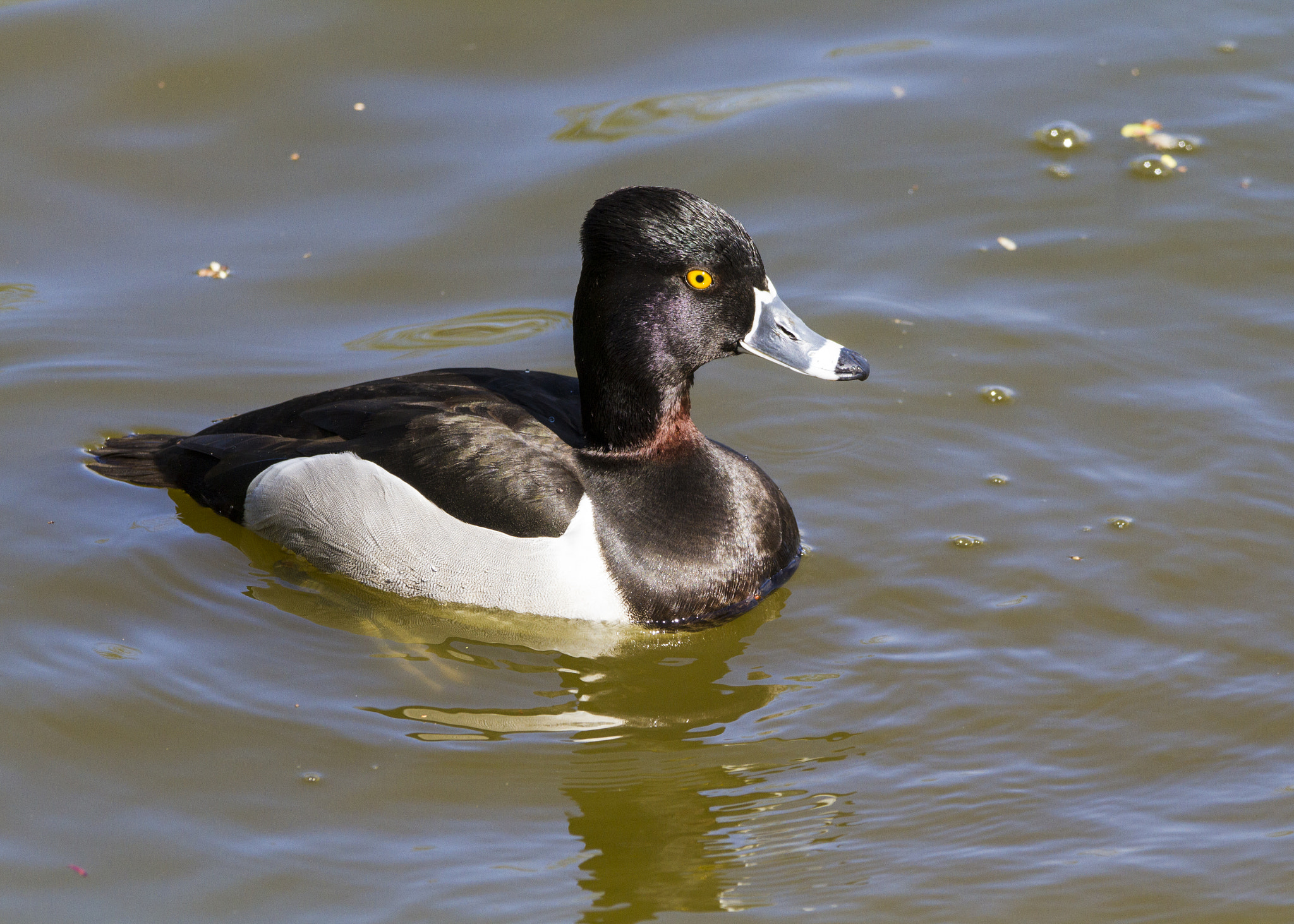 Sigma 150-600mm F5-6.3 DG OS HSM | C sample photo. Ring-necked duck photography