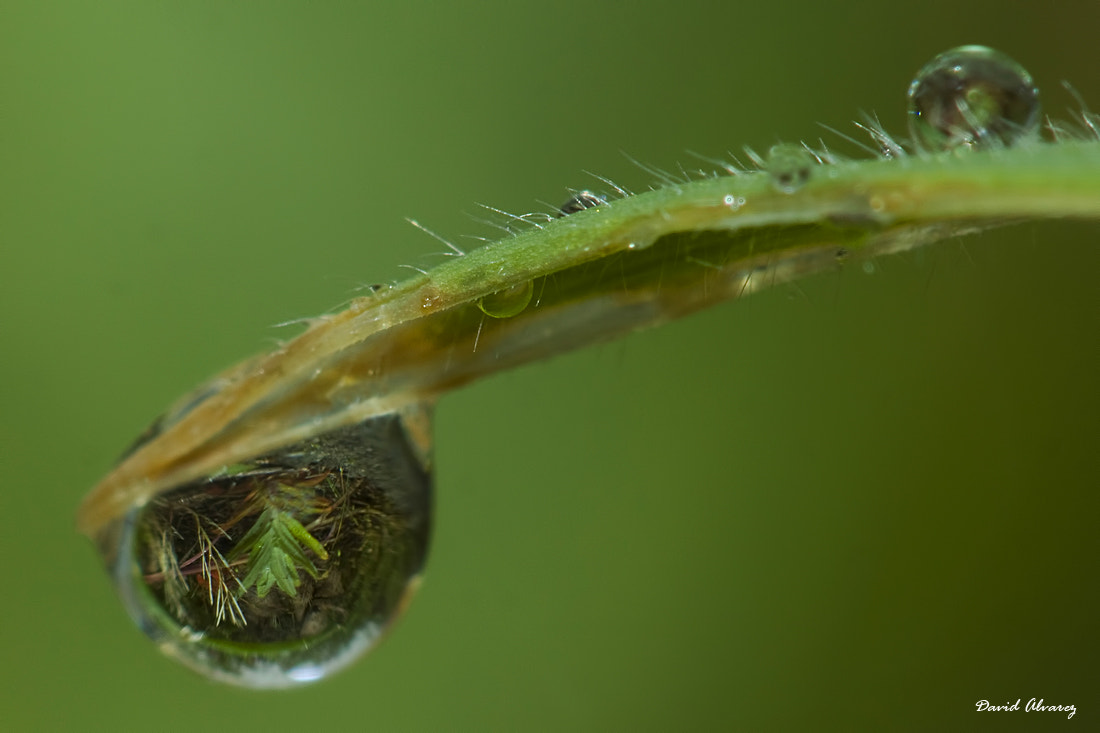 Canon EOS 50D + Canon EF 100mm F2.8 Macro USM sample photo. A world in a drop photography