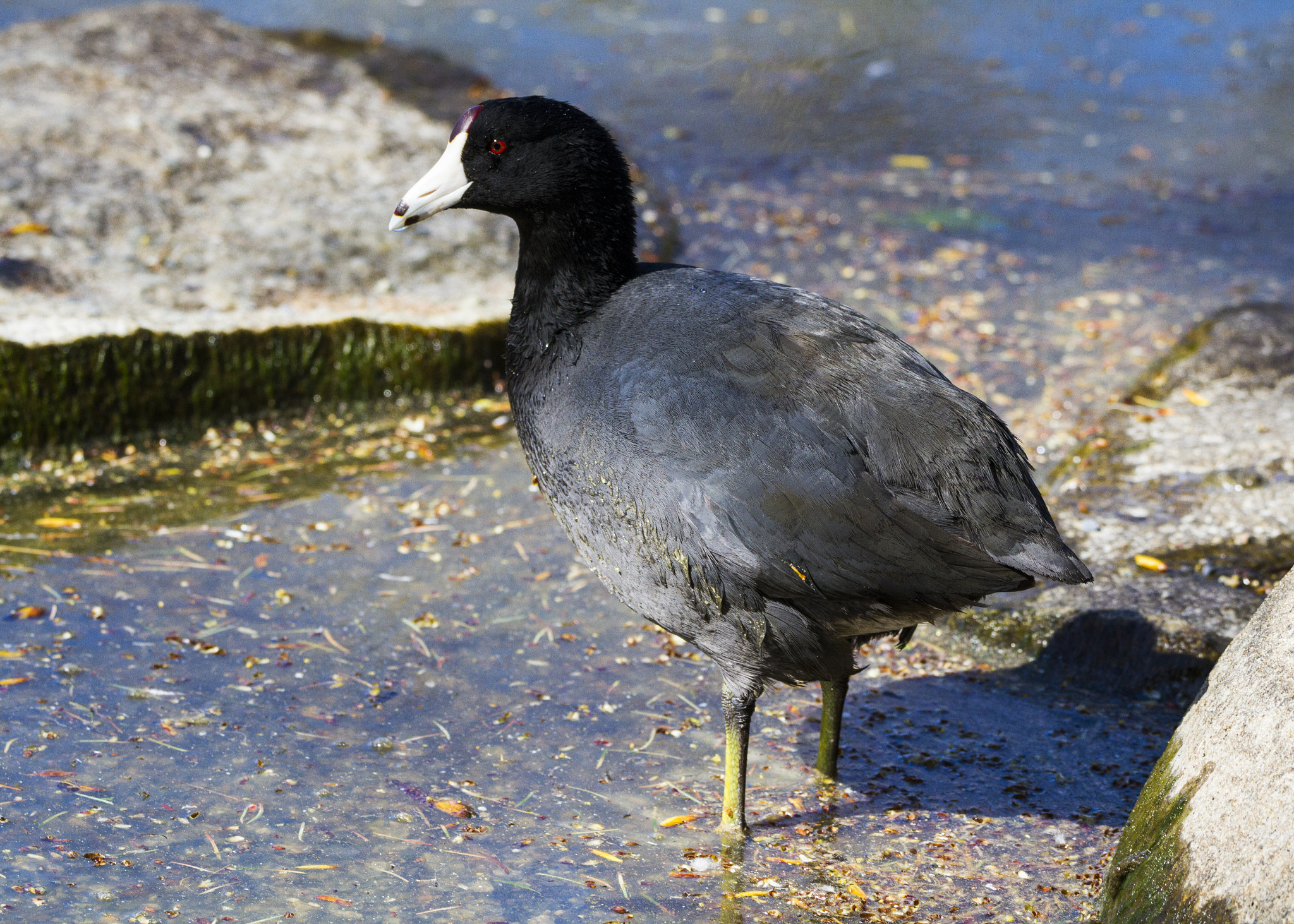 Sigma 150-600mm F5-6.3 DG OS HSM | C sample photo. American coot photography