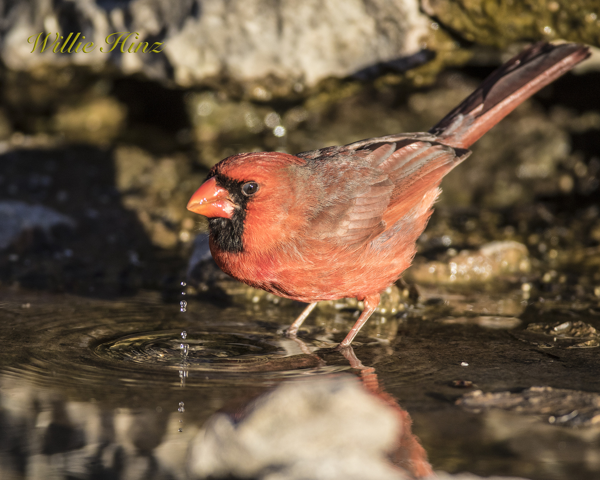 Canon EF 600mm f/4L IS sample photo. Ix9a3612.jpg photography