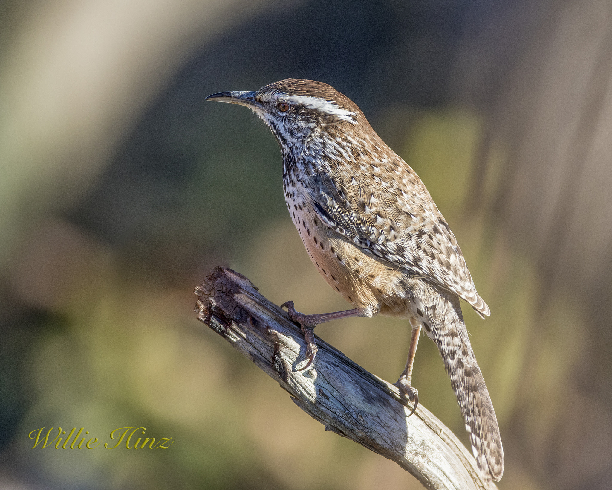 Canon EF 600mm f/4L IS sample photo. Ix9a3272.jpg photography