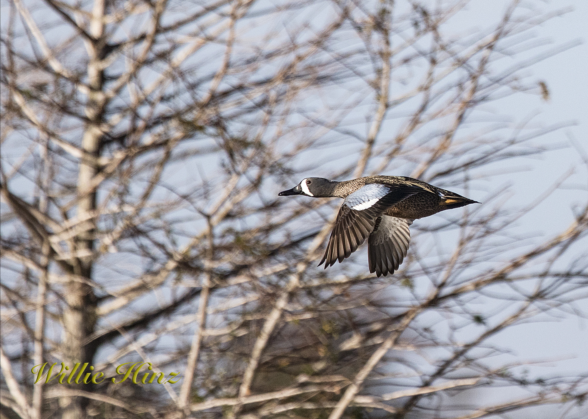 Canon EF 400mm F4.0 DO IS USM sample photo. Ix9a2805.jpg photography