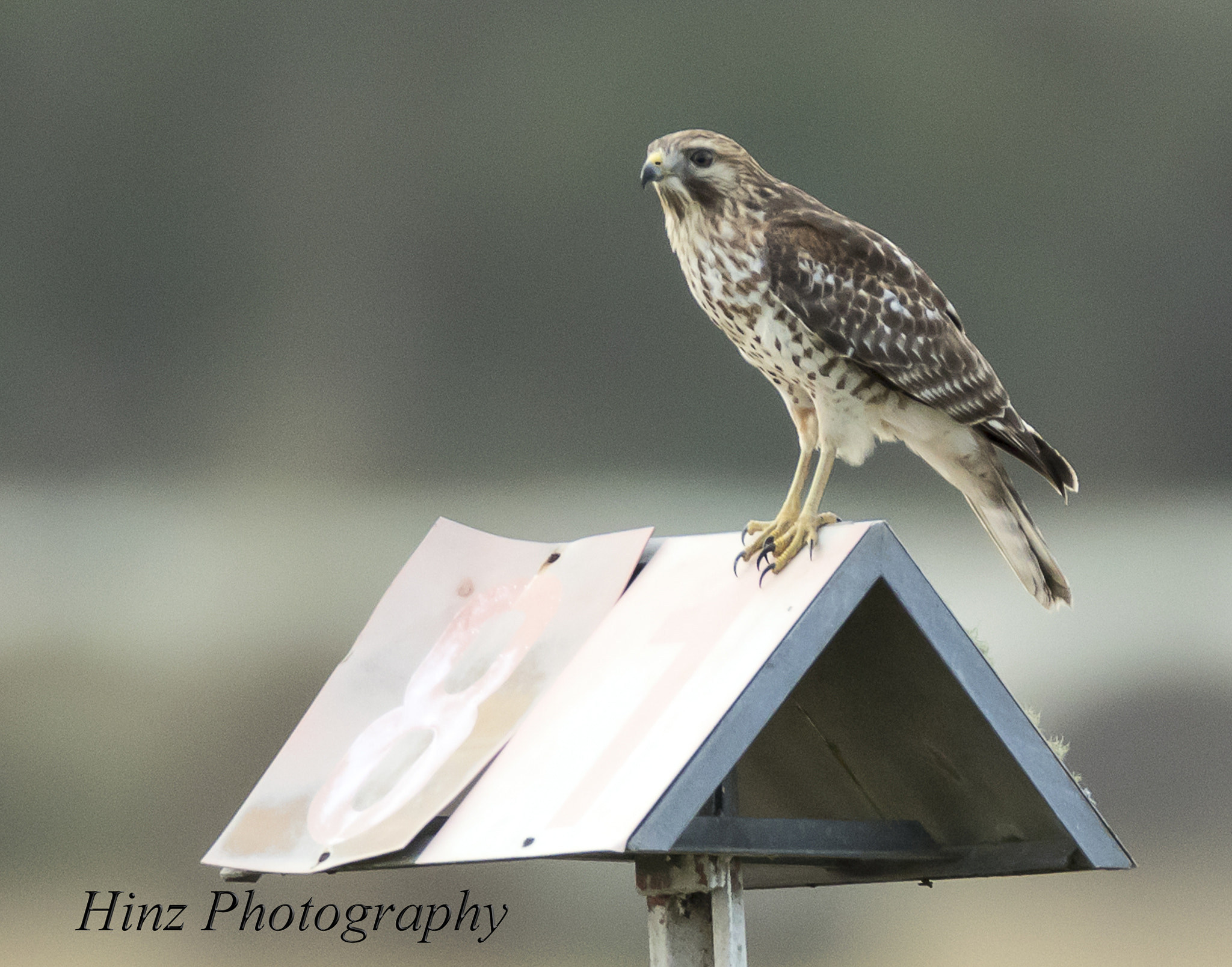 Canon EF 600mm f/4L IS sample photo. Ix9a0823.jpg photography