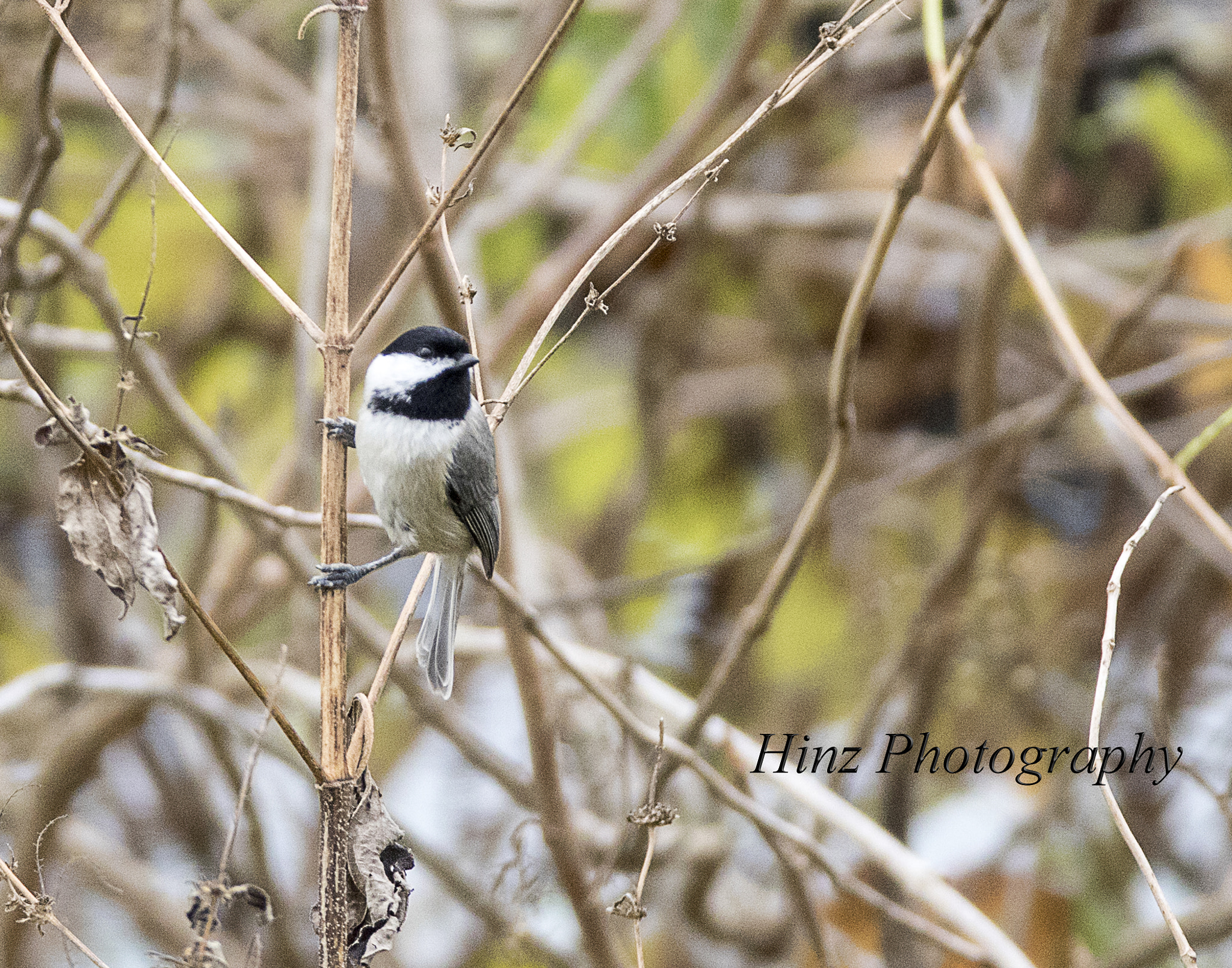 Canon EF 600mm f/4L IS sample photo. Ix9a0726.jpg photography