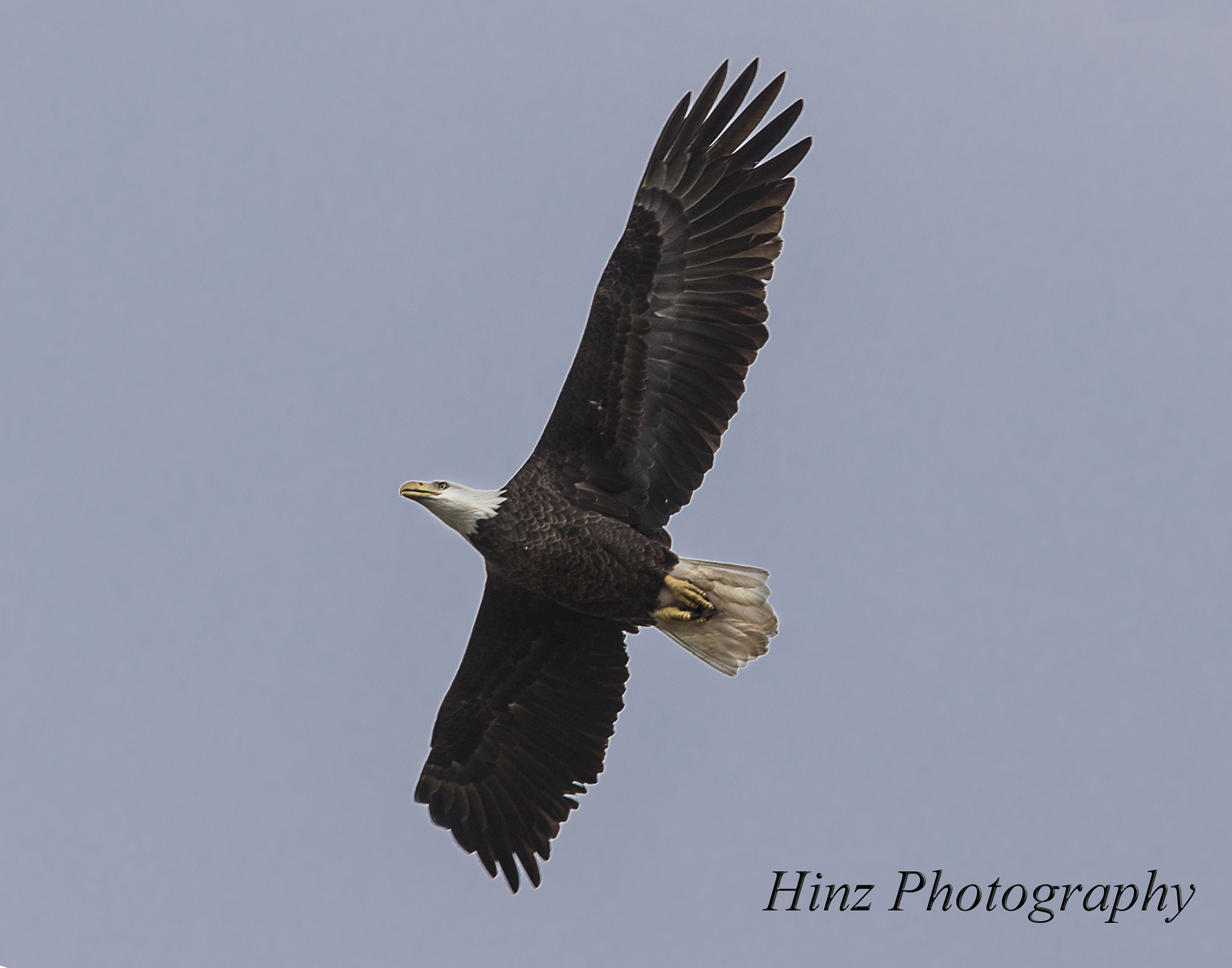 Canon EOS 7D Mark II + Canon EF 400mm F4.0 DO IS USM sample photo. Ix9a9601.jpg photography