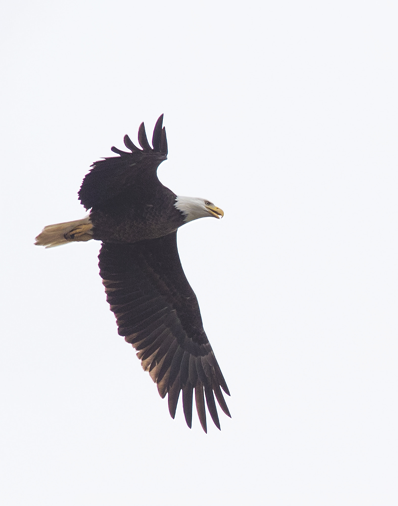 Canon EF 400mm F4.0 DO IS USM sample photo. Ix9a9676.jpg photography