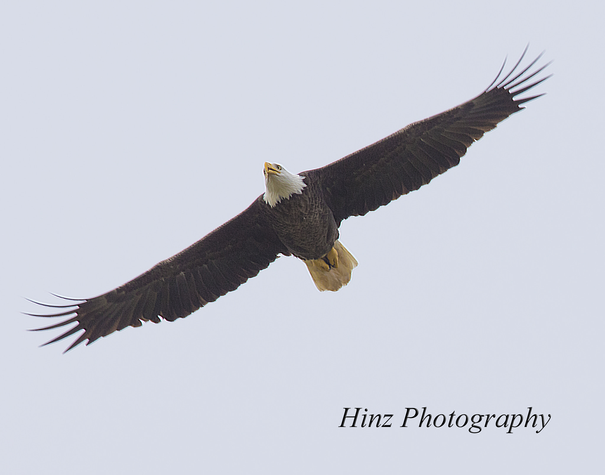 Canon EF 400mm F4.0 DO IS USM sample photo. Ix9a9633.jpg photography