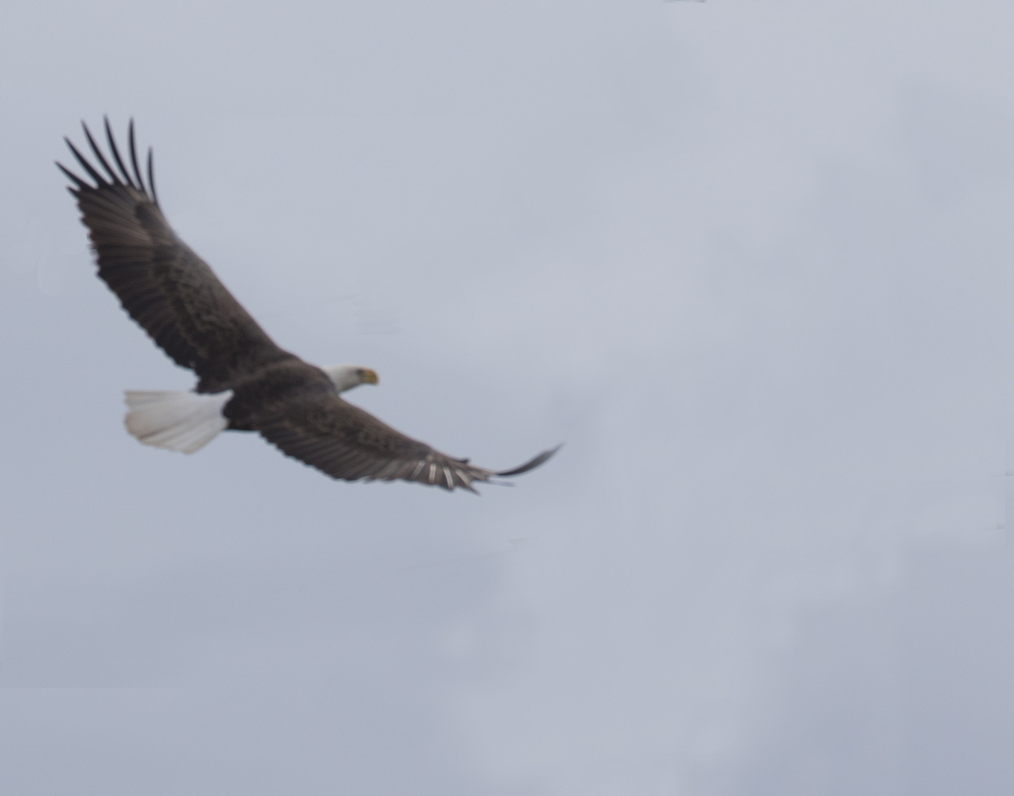 Canon EF 400mm F4.0 DO IS USM sample photo. Ix9a9585.jpg photography