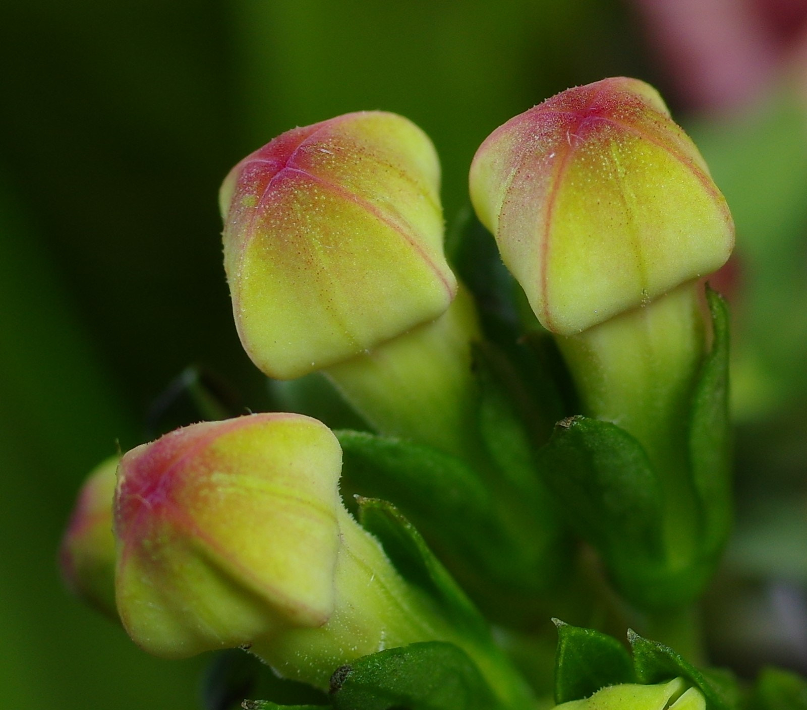 Pentax smc D-FA 50mm F2.8 Macro sample photo
