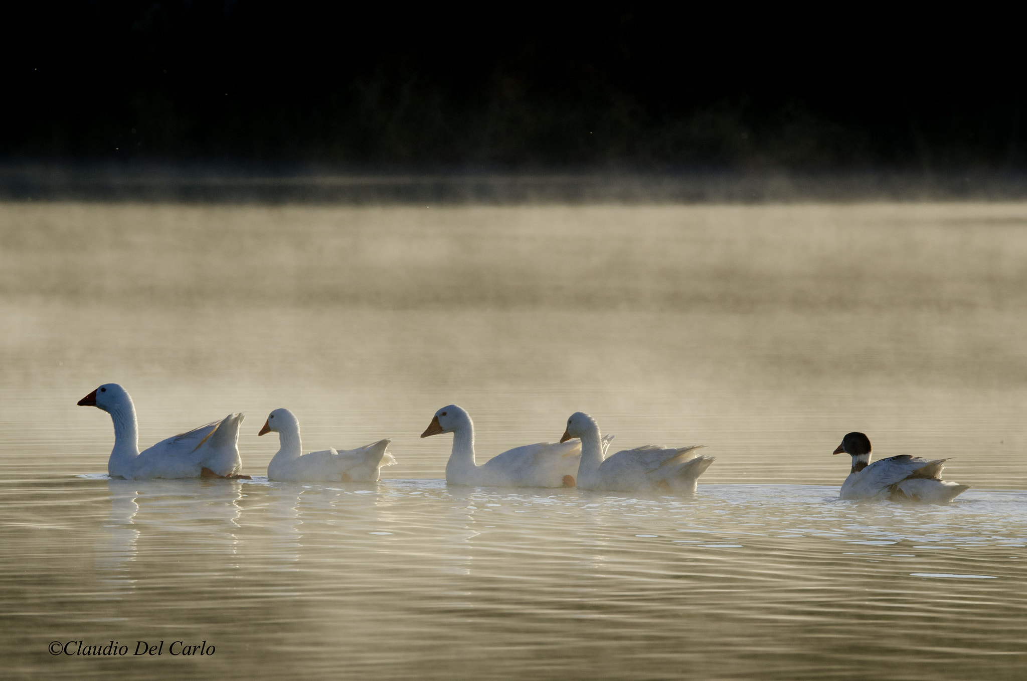 Nikon D7000 + Sigma 150-600mm F5-6.3 DG OS HSM | S sample photo. Dsc_9490.jpg photography