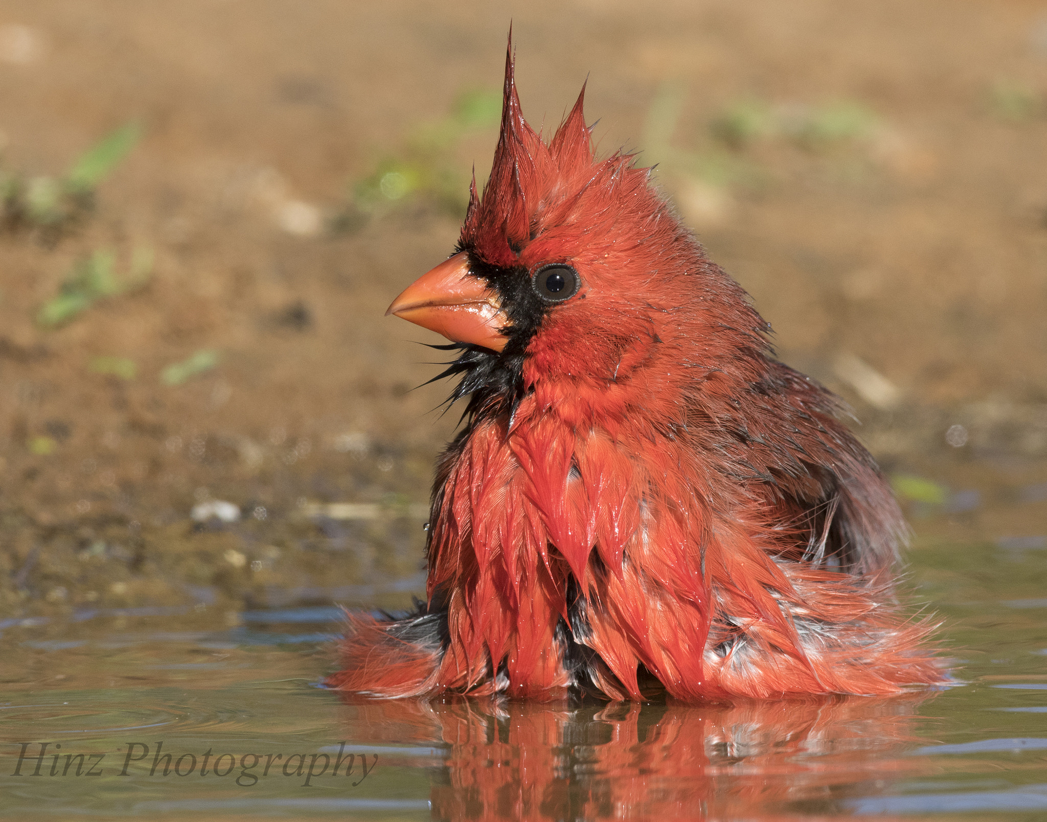 Canon EF 600mm f/4L IS sample photo. Ix9a1657.jpg photography