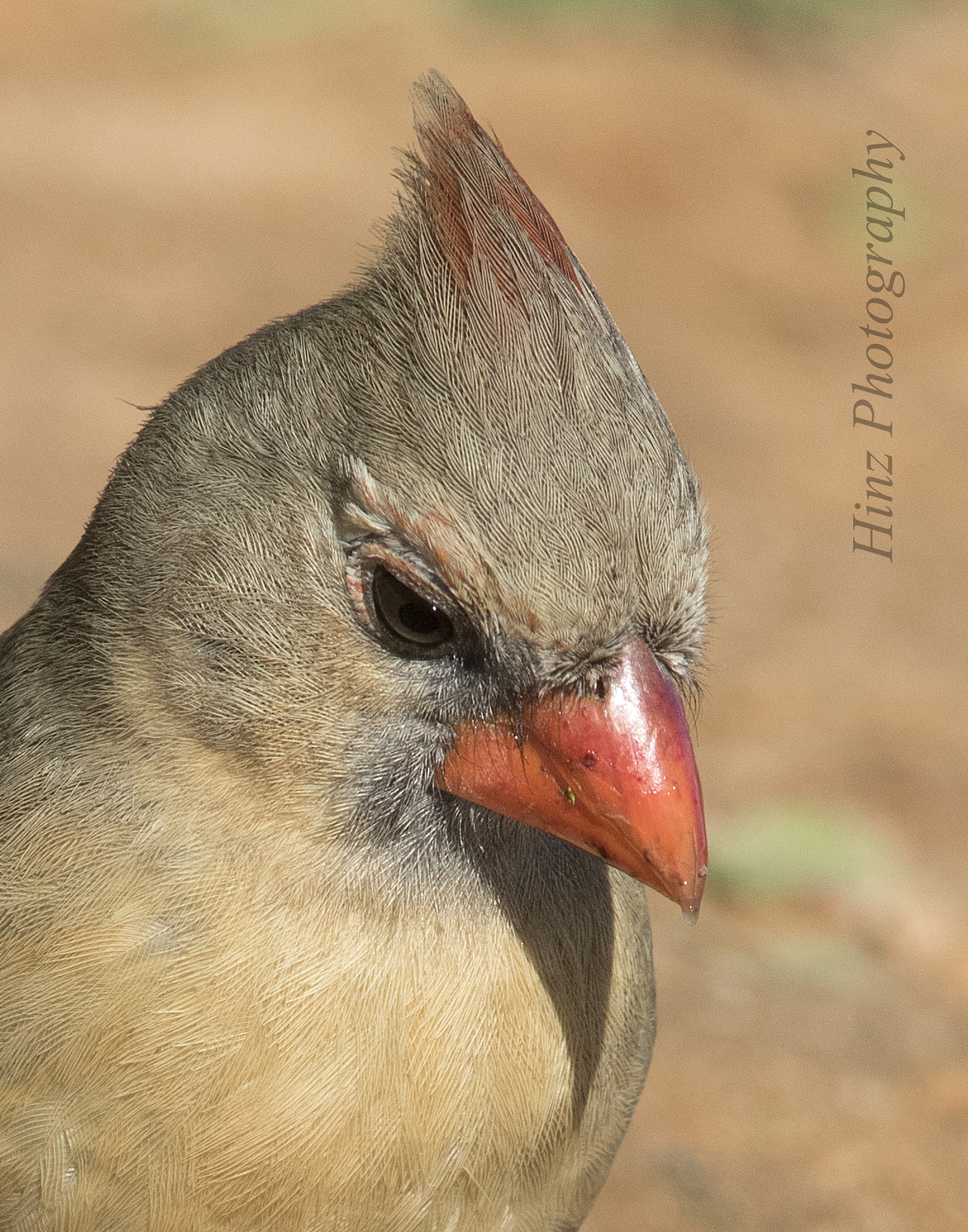 Canon EF 600mm f/4L IS sample photo. Recovered photography