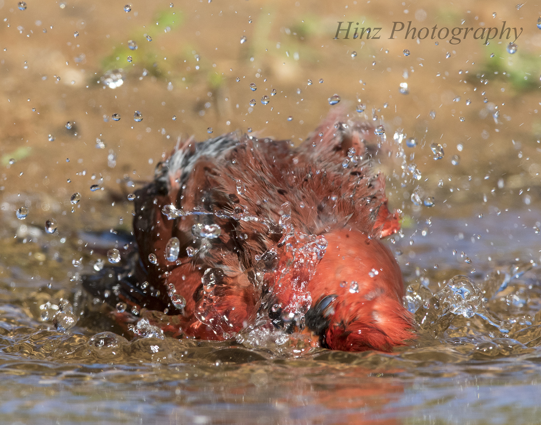 Canon EF 600mm f/4L IS sample photo. Ix9a1659.jpg photography