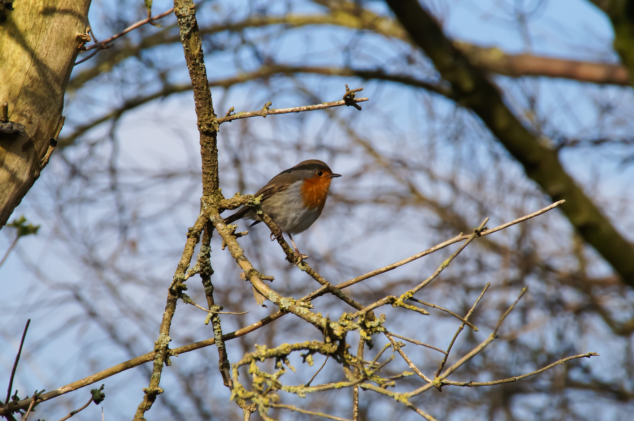 Sony SLT-A37 sample photo. Hi here i am photography