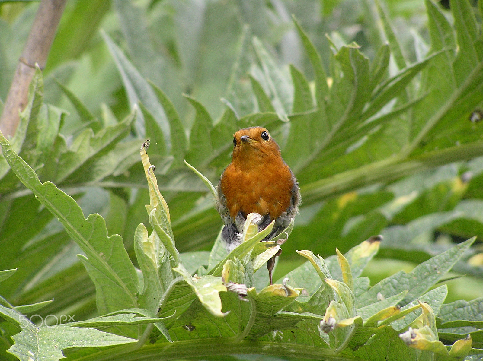 Olympus C765UZ sample photo. Robin in the bushes photography
