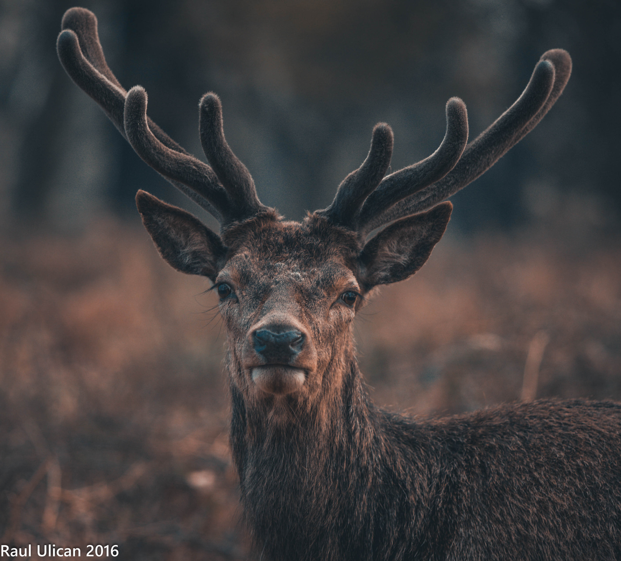 Canon EOS-1Ds Mark III + Canon EF 200mm F2.8L II USM sample photo. Deer photography