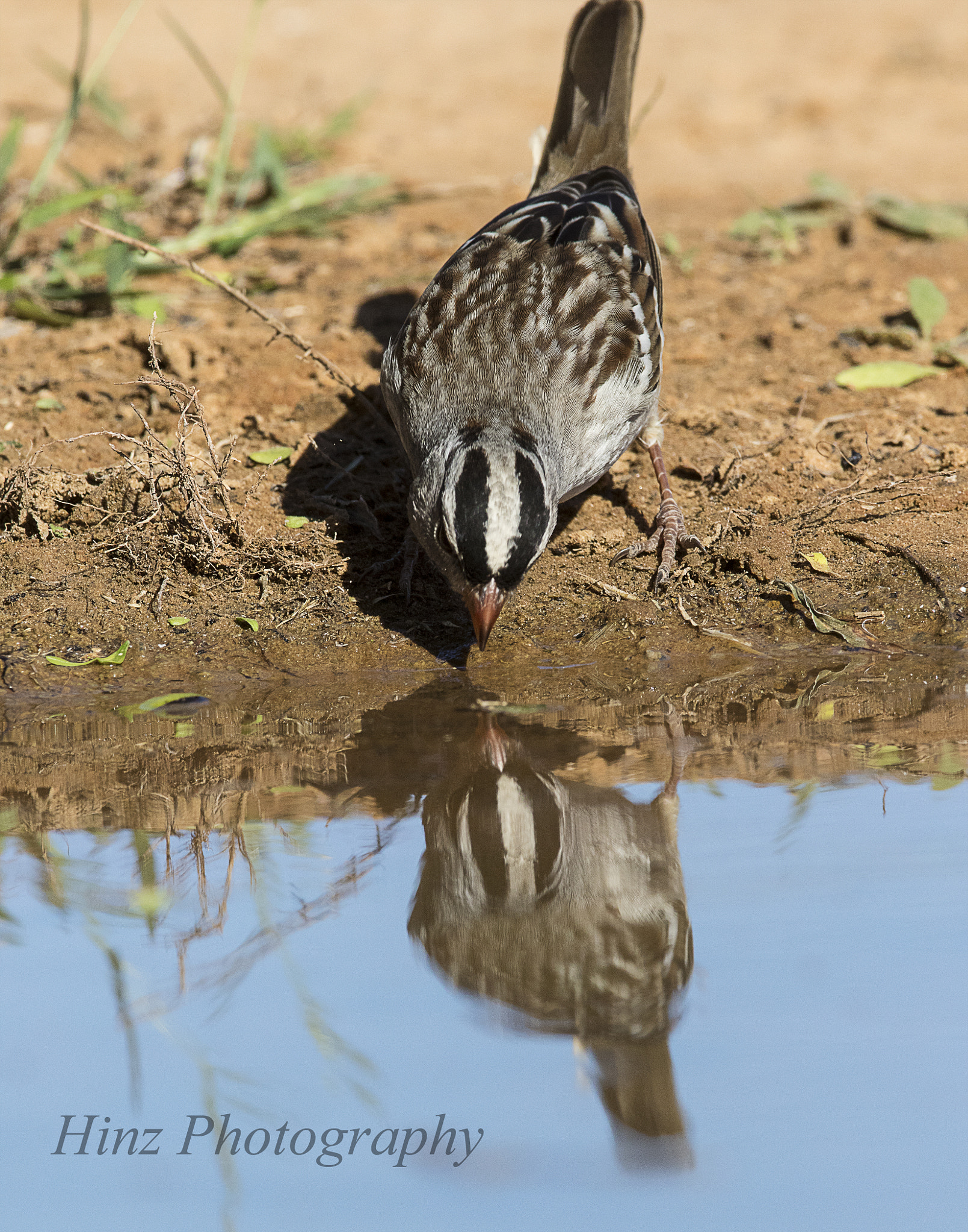 Canon EF 600mm f/4L IS sample photo. Ix9a1715.jpg photography