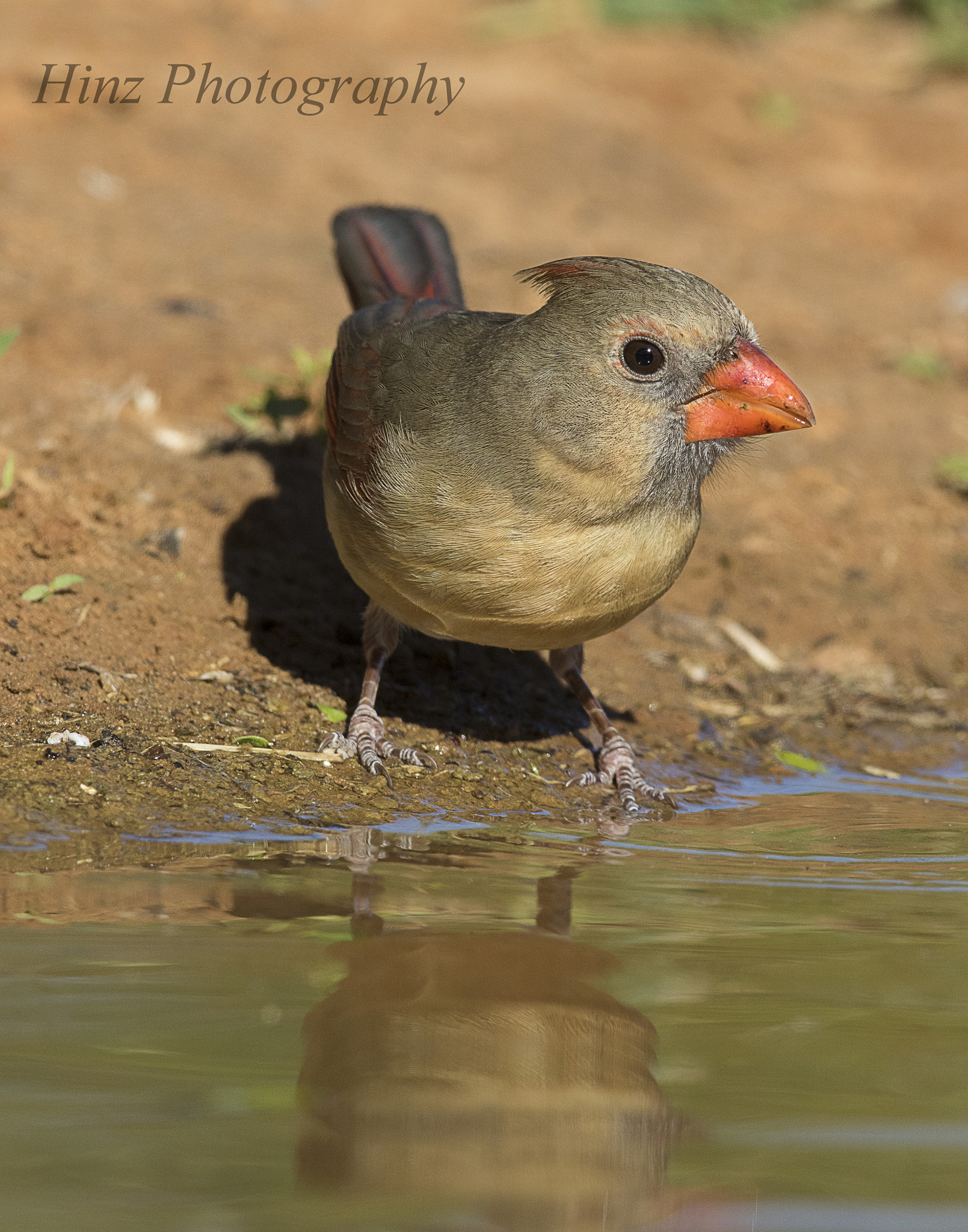 Canon EF 600mm f/4L IS sample photo. Ix9a1740.jpg photography