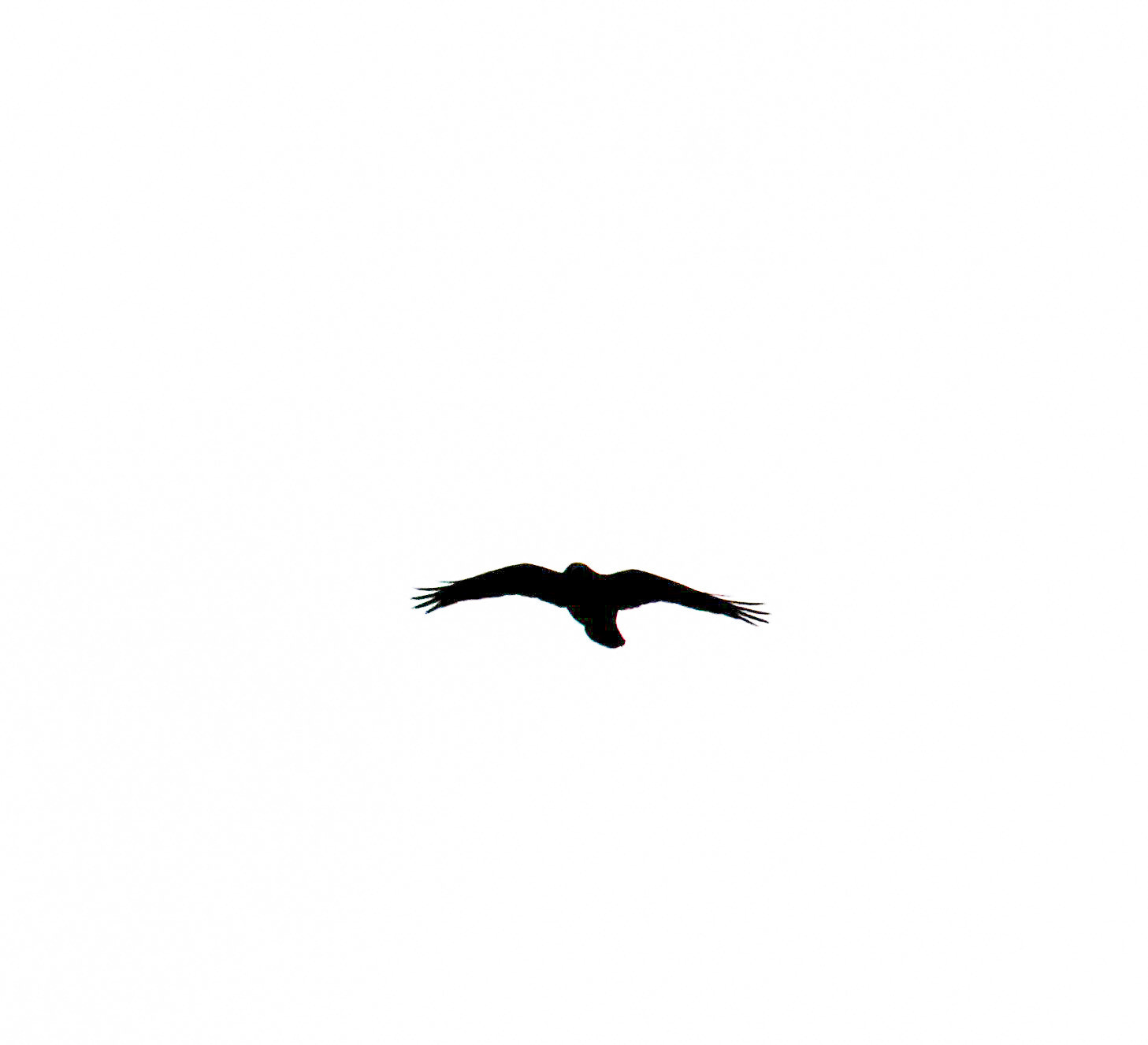 Sony SLT-A37 sample photo. Soaring though the air photography