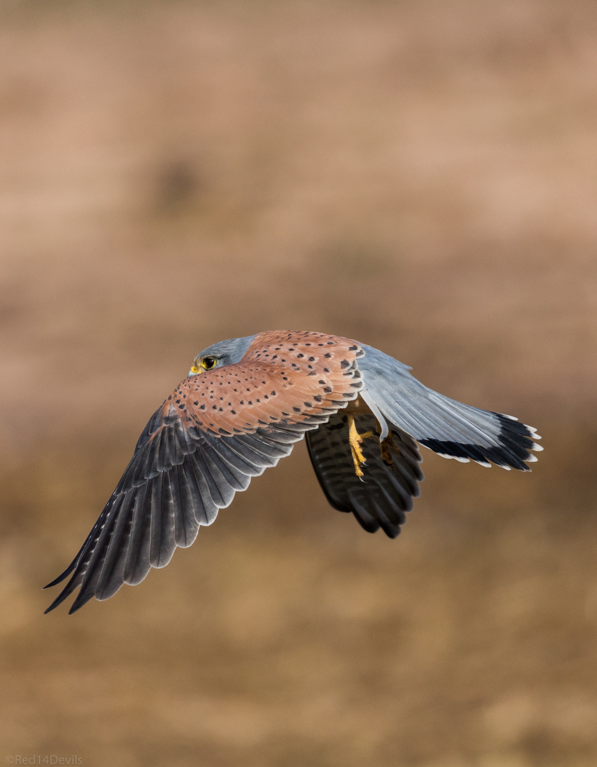 Canon EOS 5DS + Canon EF 100-400mm F4.5-5.6L IS II USM sample photo. Common kestrel in flight photography