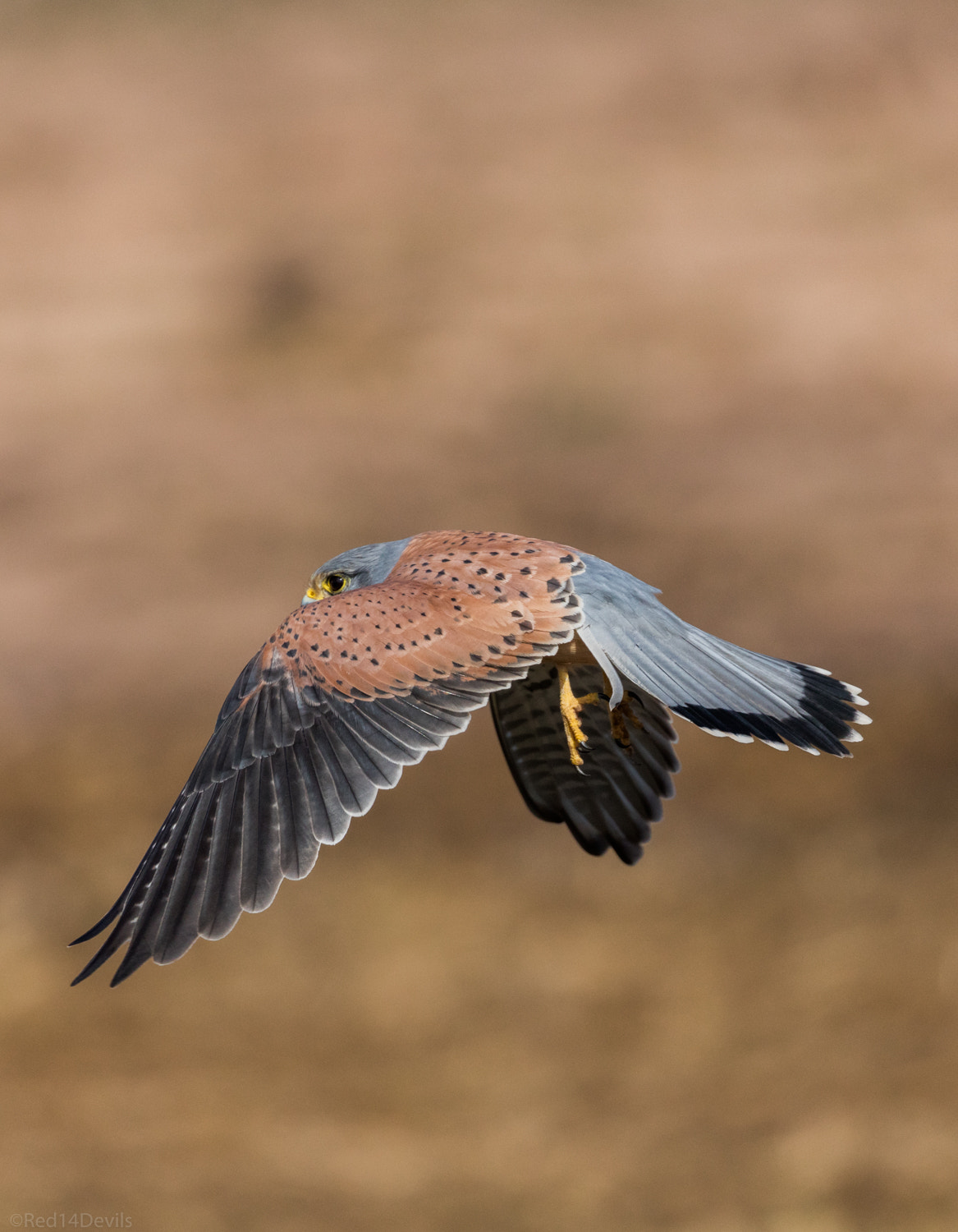Canon EF 100-400mm F4.5-5.6L IS II USM sample photo. Common kestrel in flight photography