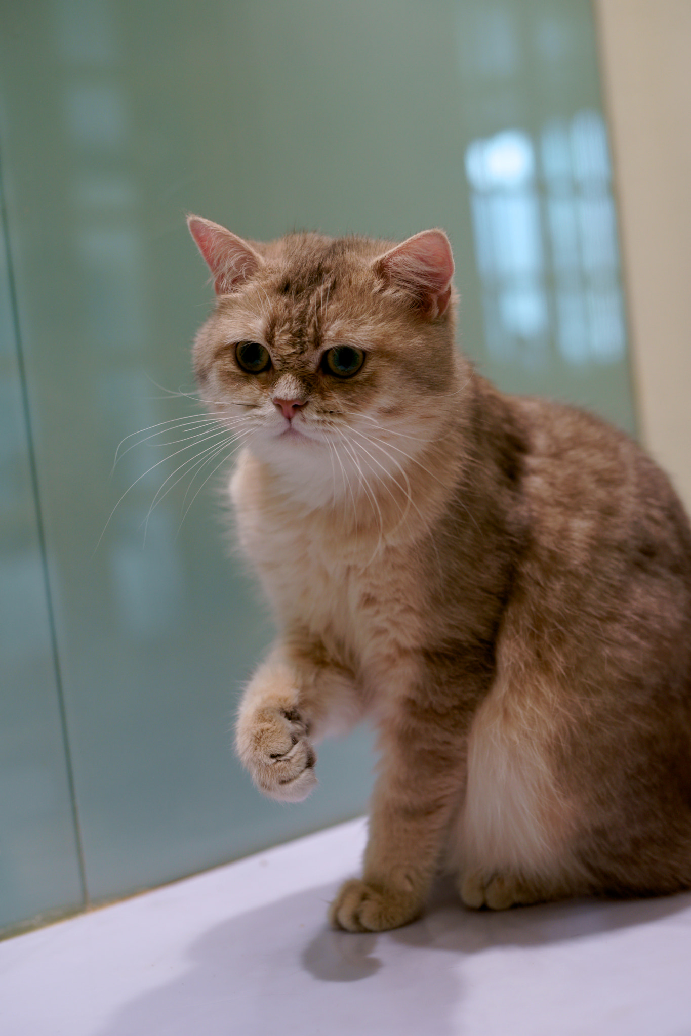 Sony Planar T* 50mm F1.4 ZA SSM sample photo. Want to fighting? photography