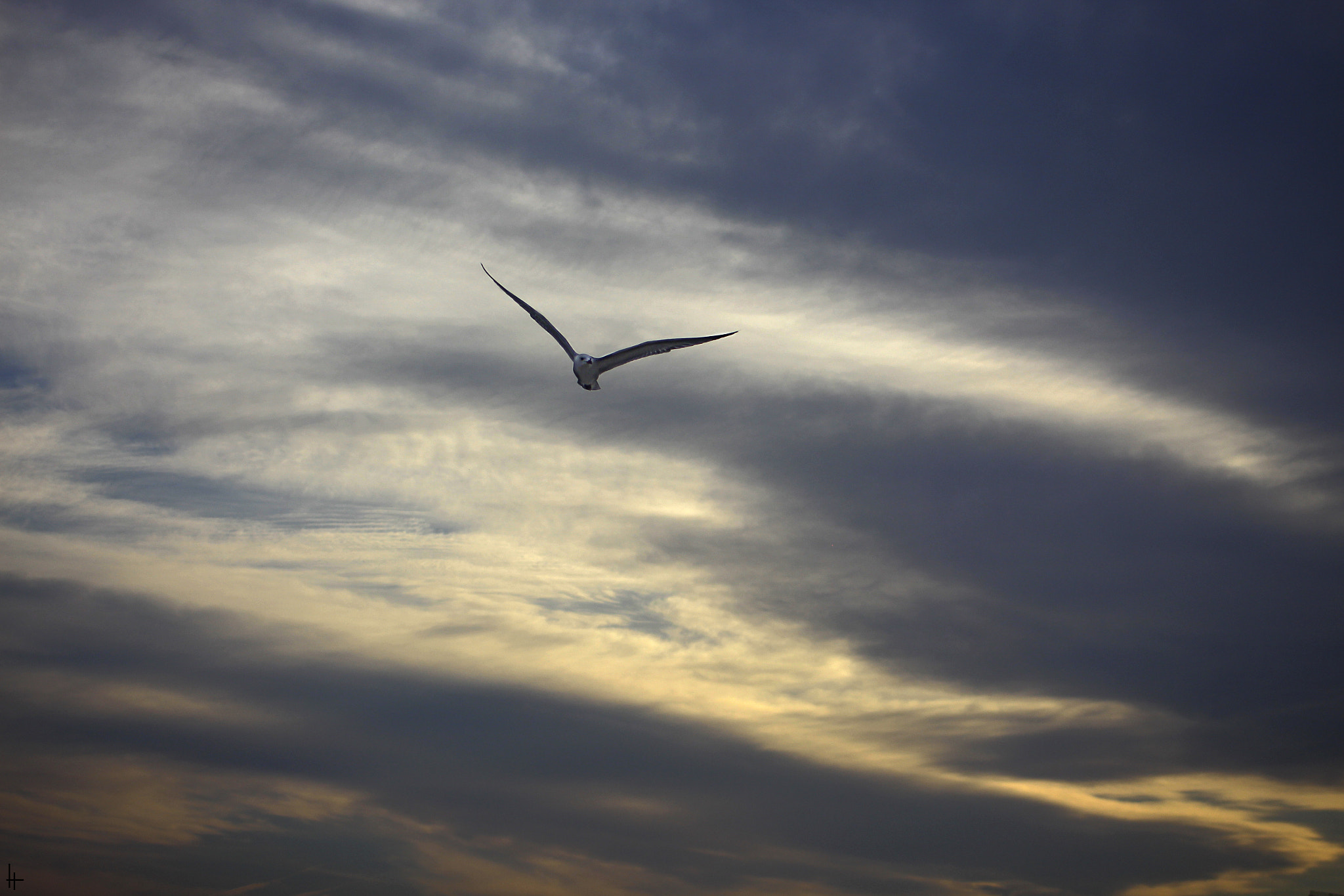 Canon EF 55-200mm F4.5-5.6 II USM sample photo. Fly. photography