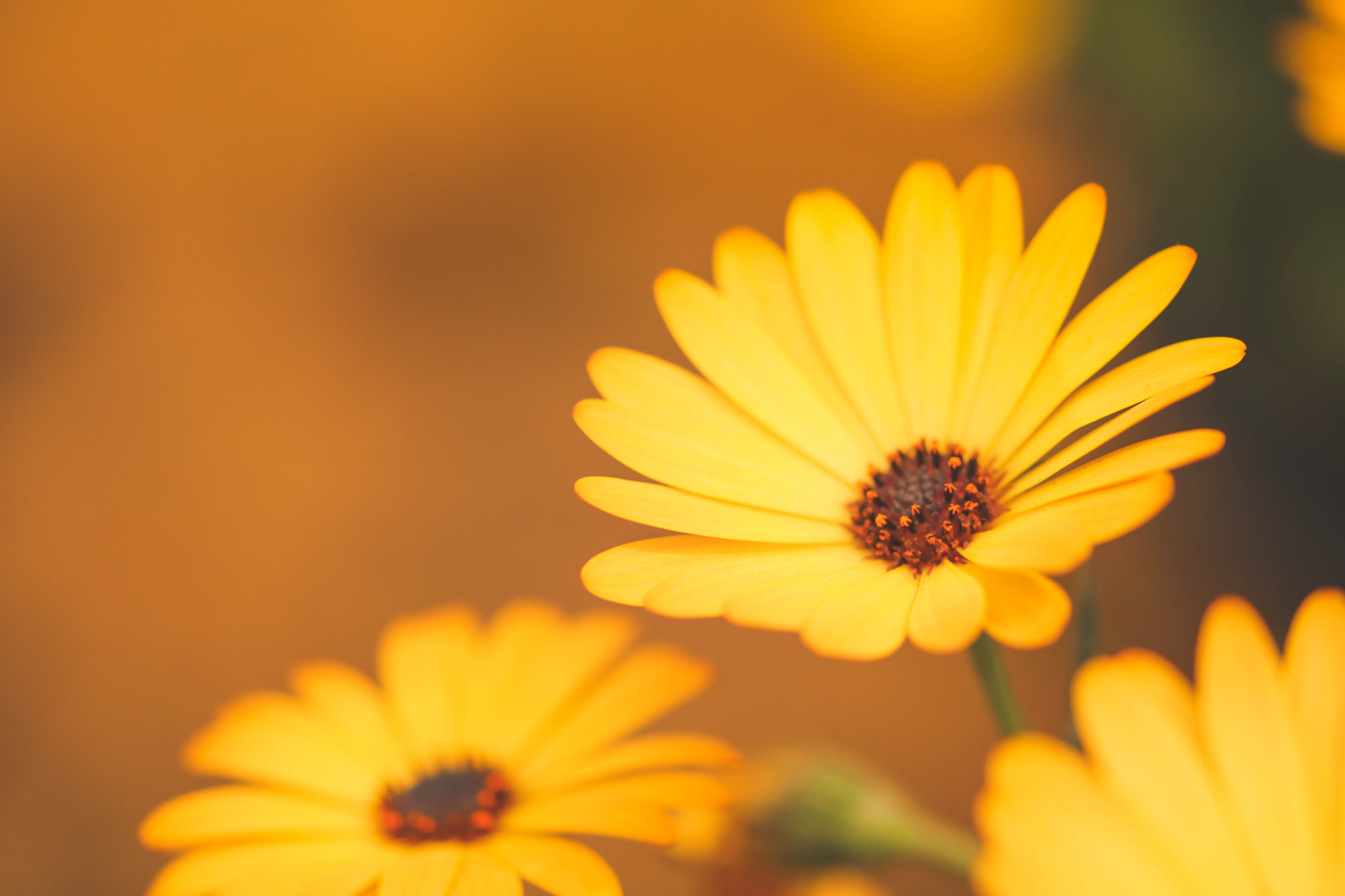Sigma 105mm F2.8 EX DG OS HSM sample photo. Yellow soul photography