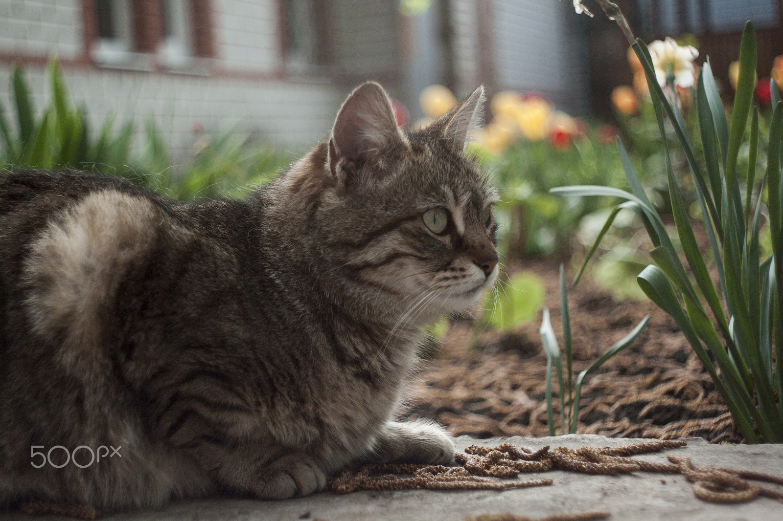 Canon EF 35-80mm f/4-5.6 sample photo. Fenya photography
