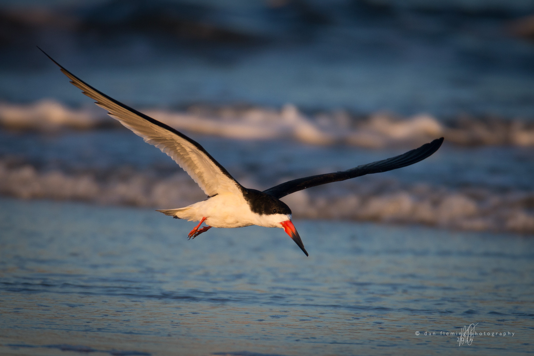 Canon EF 600mm F4L IS USM sample photo. Flying in low photography