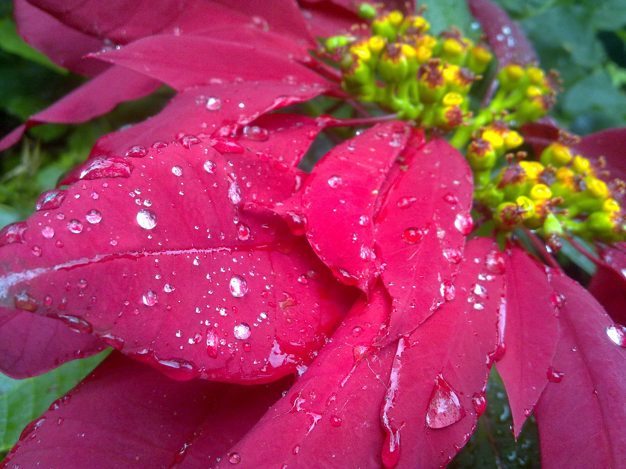 Nokia N79 sample photo. Flower rose, macro, nature photography