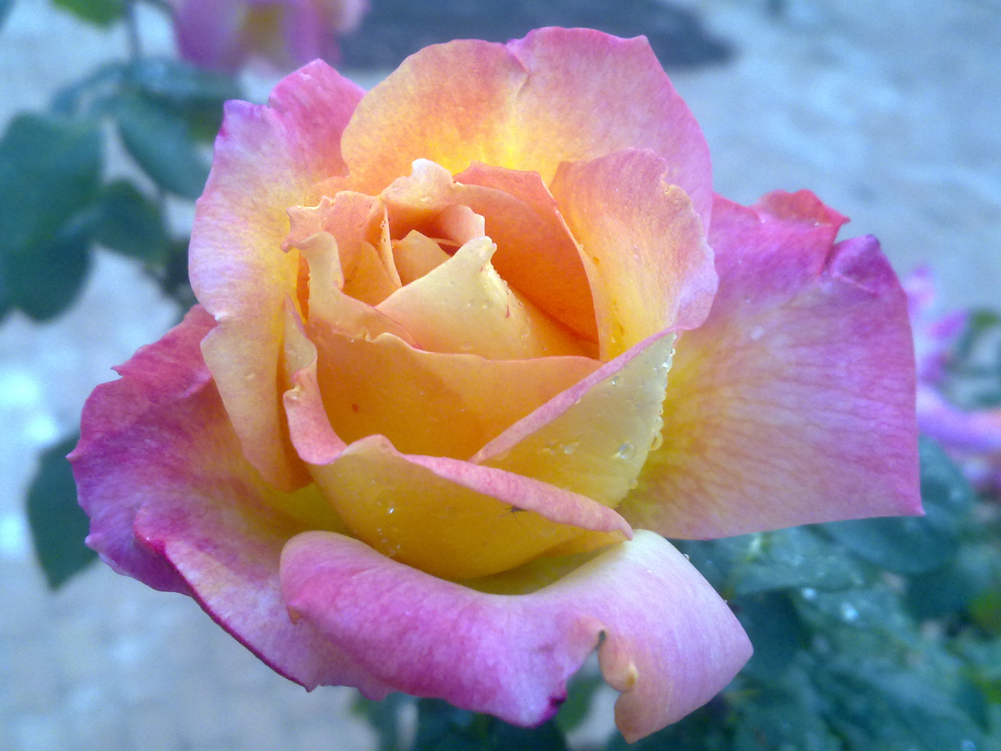 Nokia N79 sample photo. Flower rose, macro, nature photography