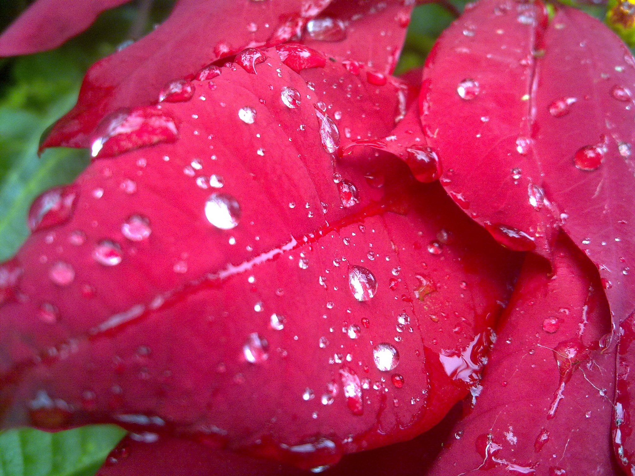 Nokia N79 sample photo. Flower rose, macro, nature photography