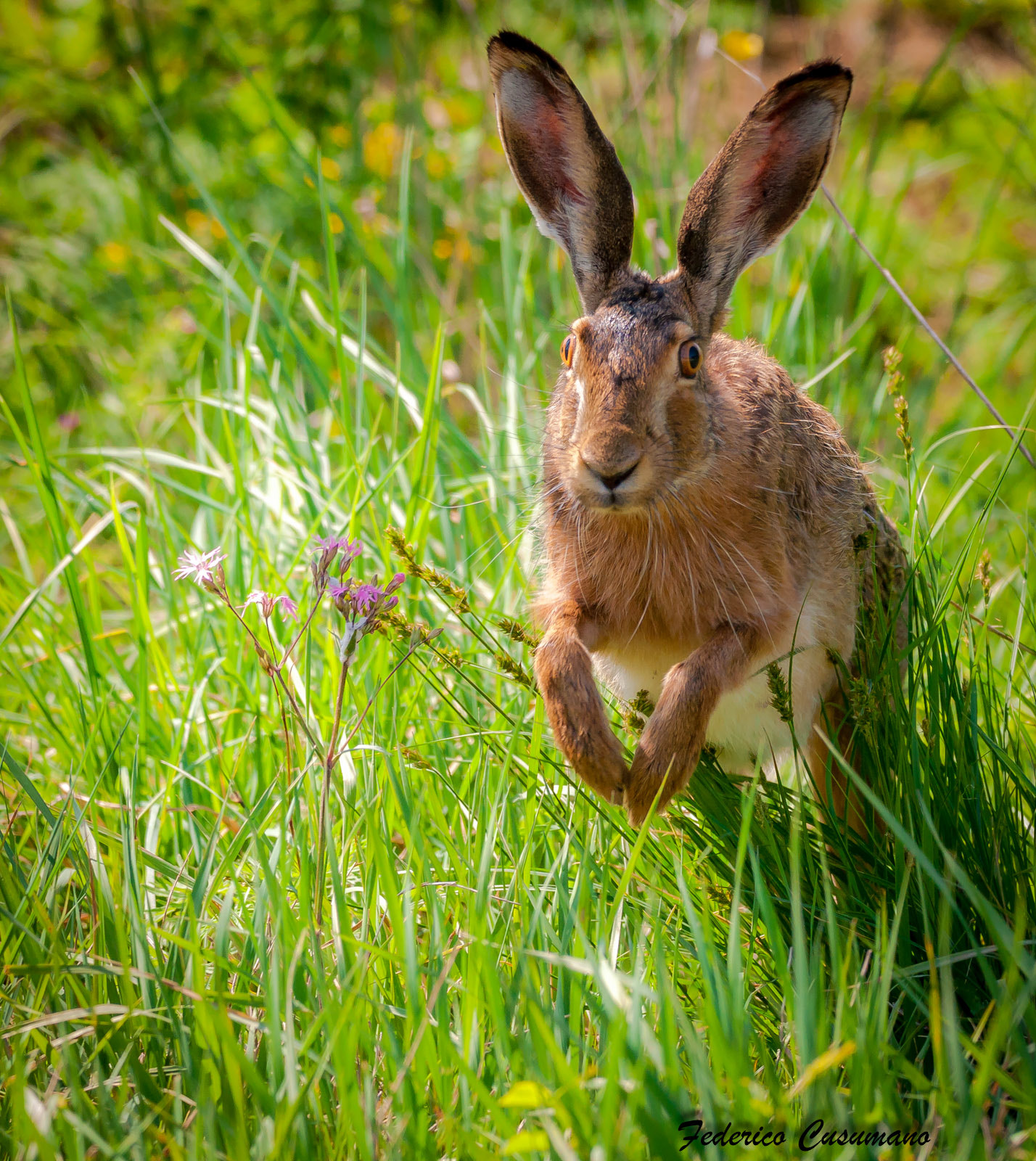 Sigma 150-600mm F5-6.3 DG OS HSM | C sample photo. A running hare photography